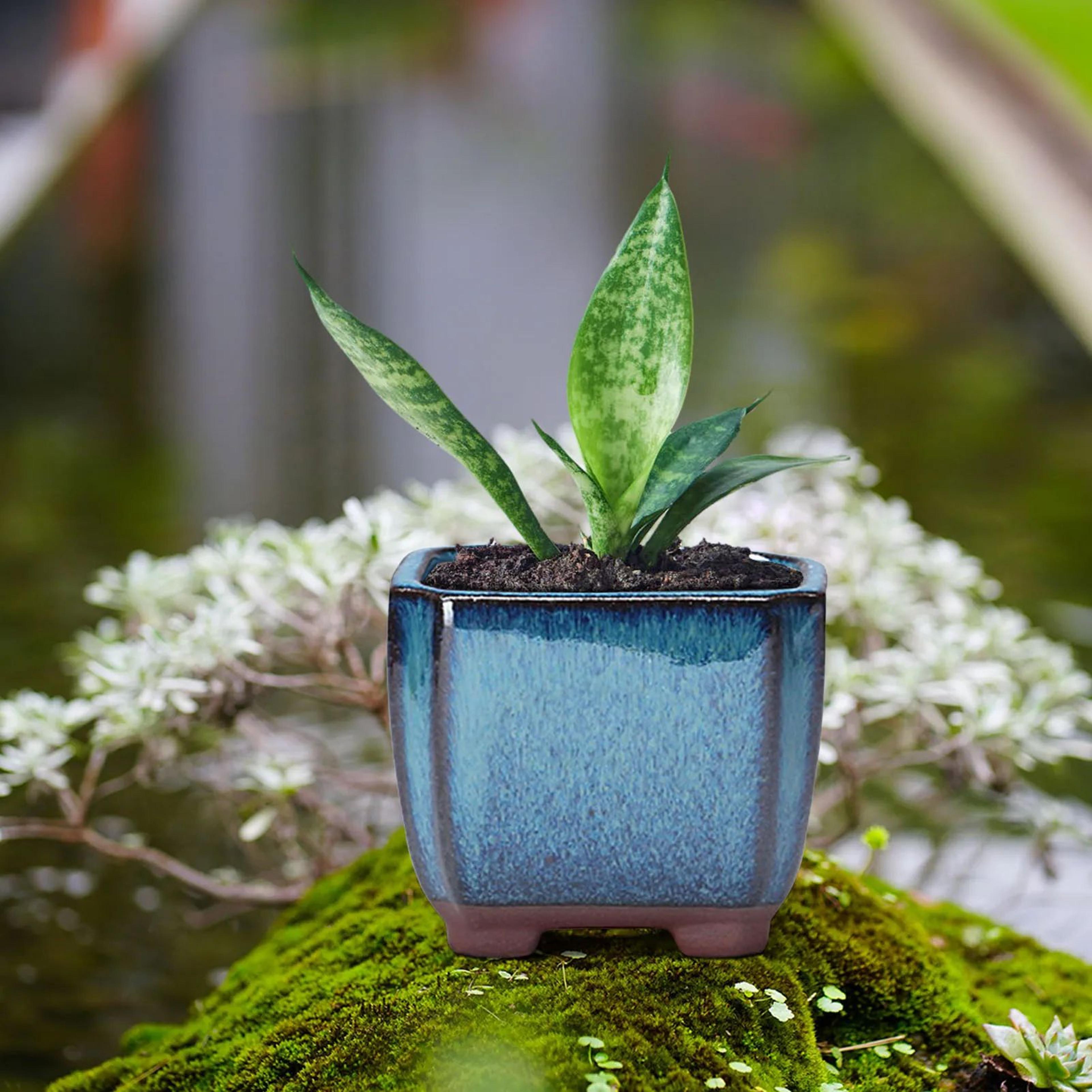 Ceramic Succulent Flower Pot With Ventilation Design 1