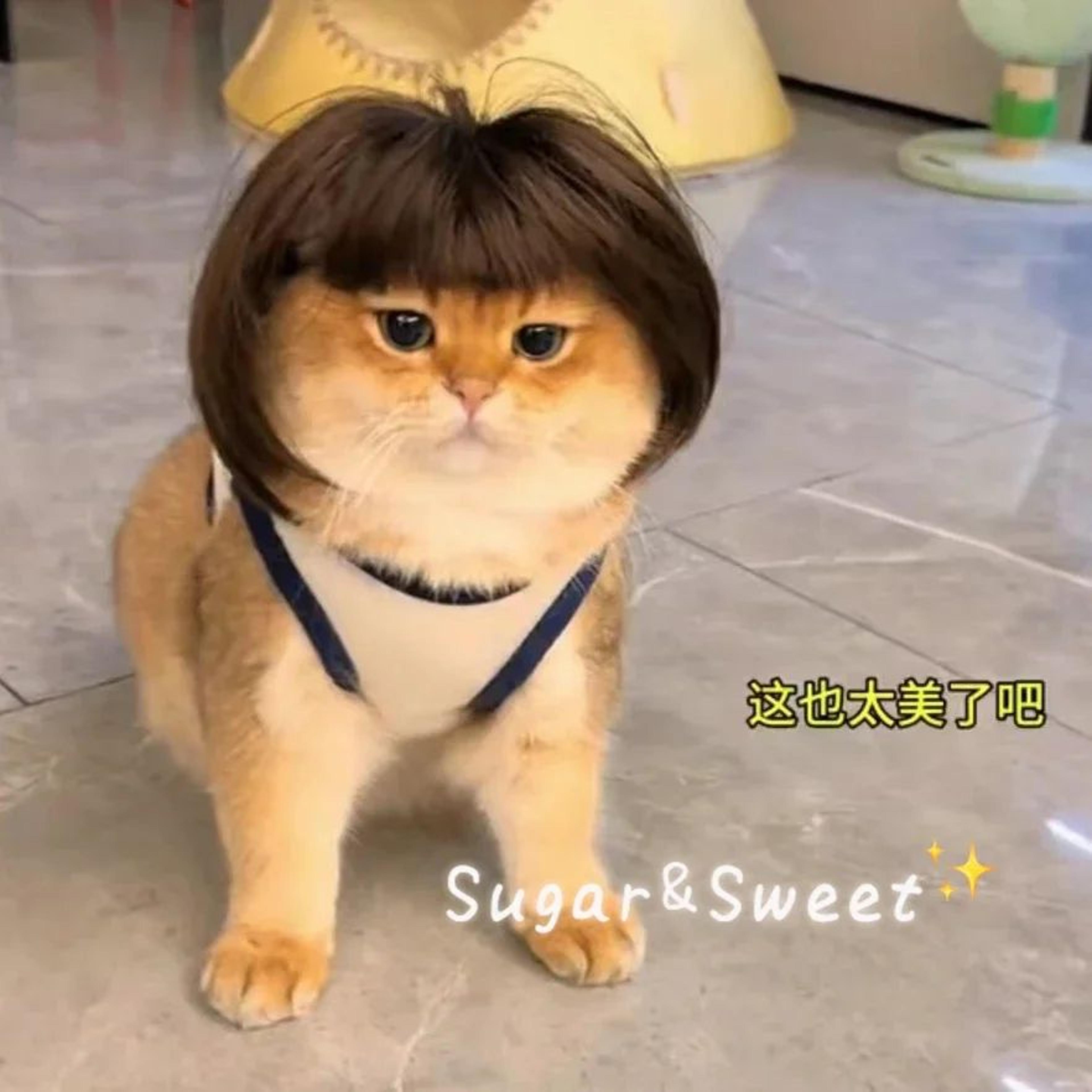 Funny Dog Wig With Bangs  Braids  Adjustable Pet Cosplay Wig For Cats  Dogs Party Costume Headgear 1