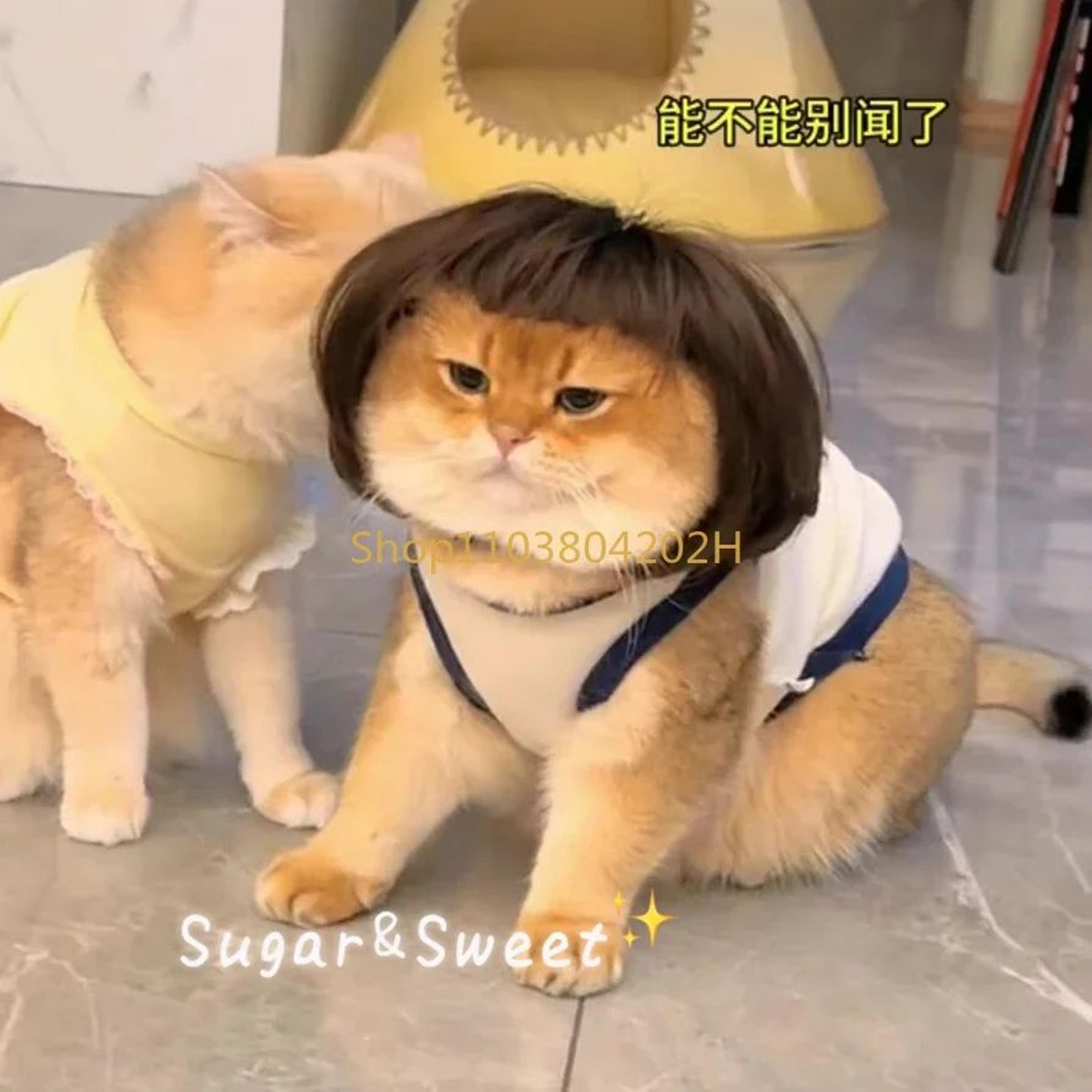 Funny Dog Wig With Bangs  Braids  Adjustable Pet Cosplay Wig For Cats  Dogs Party Costume Headgear 3