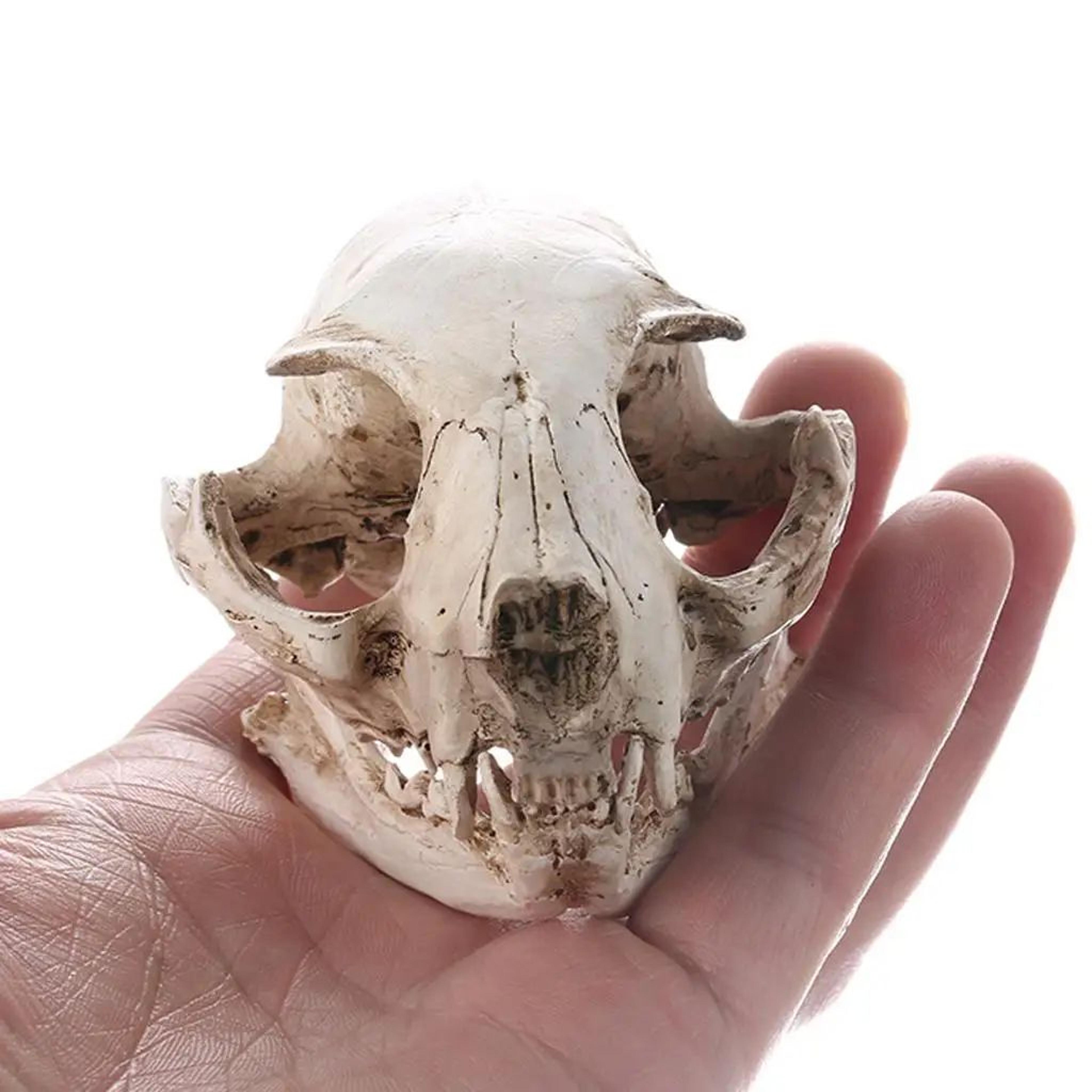 Realistic Resin Cat Skull Replica Anatomy Model For Teaching And Decor 5