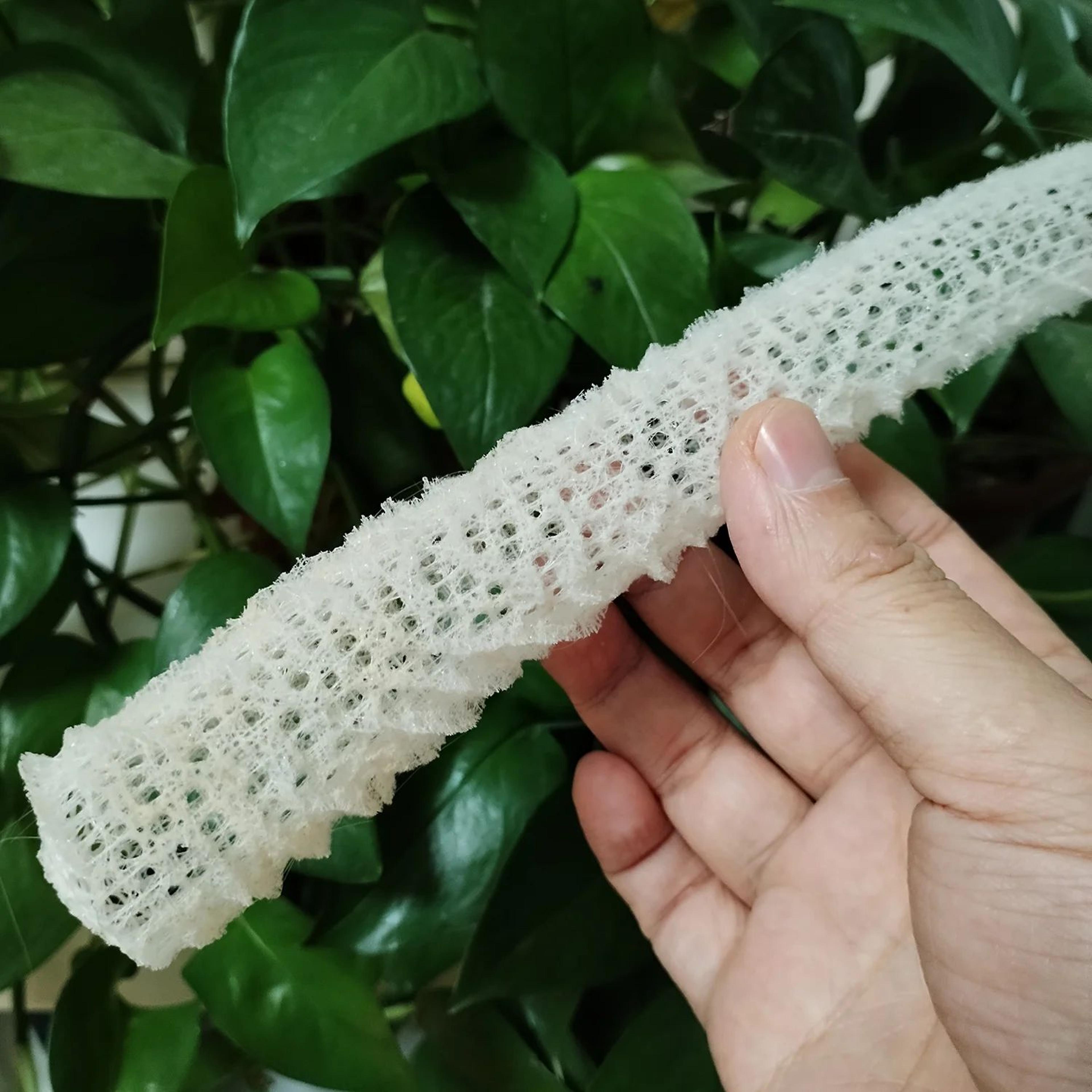Venus Flower Basket Glass Sponge Decor  Natural Euplectella Shell For Coastal Aquarium And Ocean Di 3