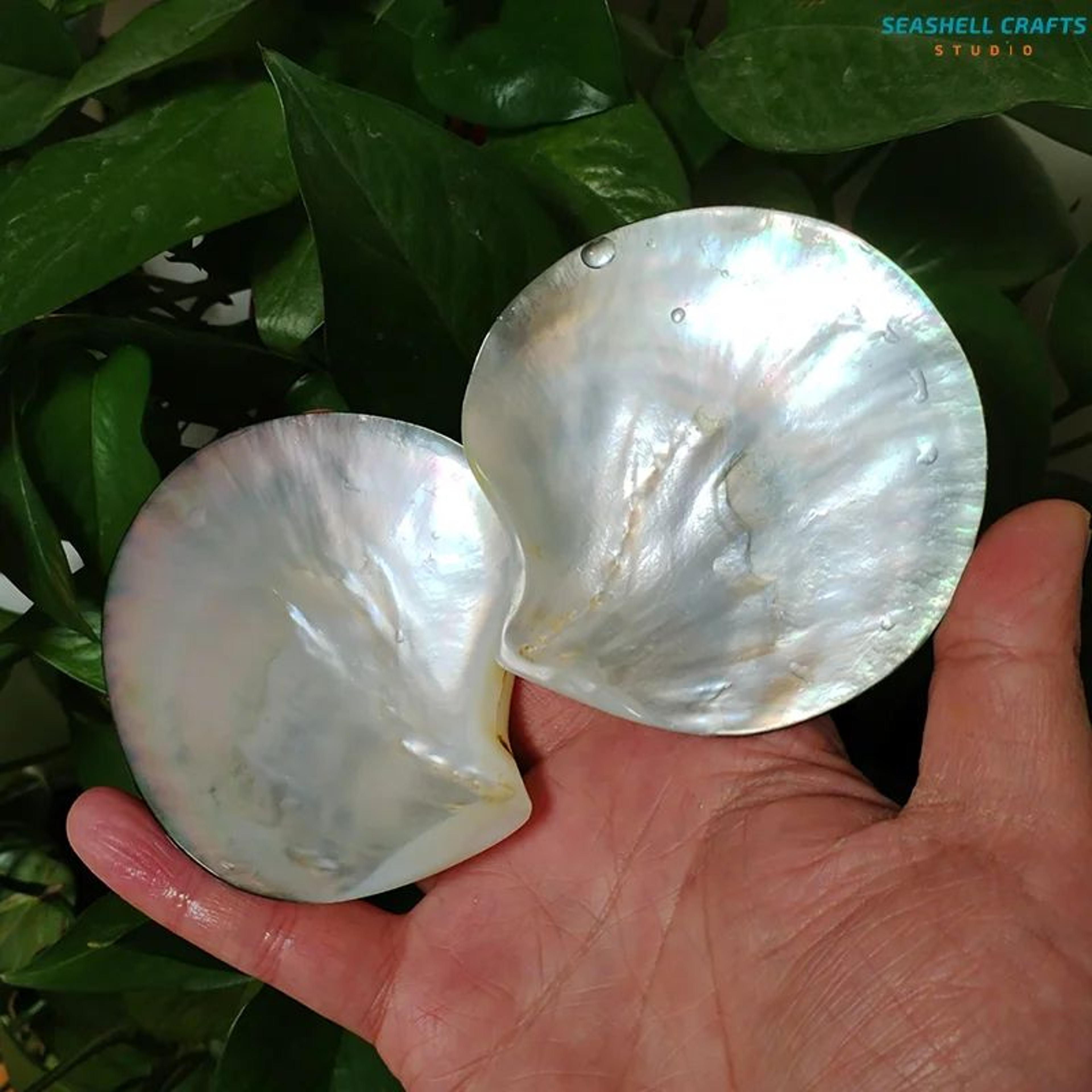 Black Mother Of Pearl Shell Beads  Polished Pinctada Margaritifera For DIY Jewelry  Elegant Storage 2