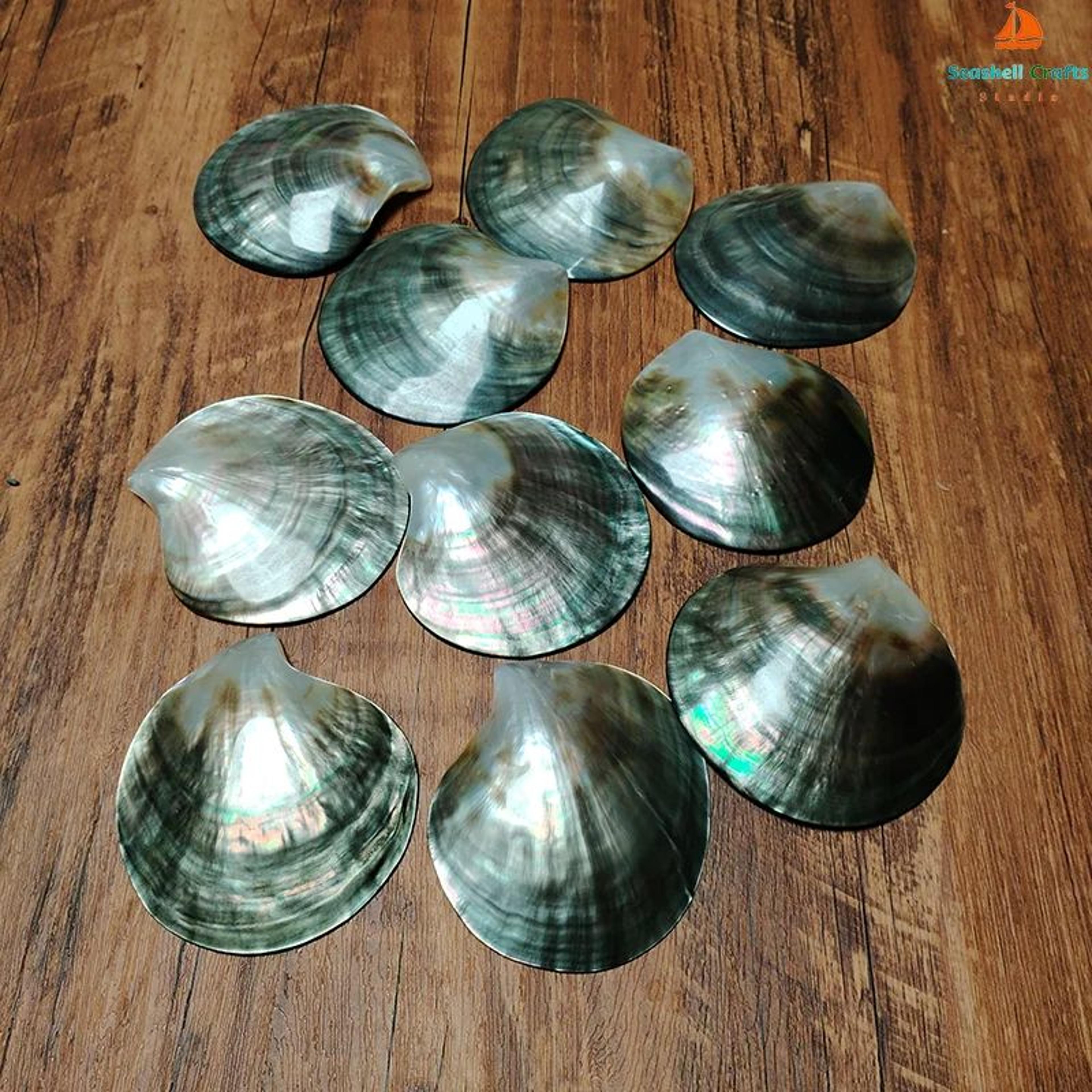 Black Mother Of Pearl Shell Beads  Polished Pinctada Margaritifera For DIY Jewelry  Elegant Storage 3