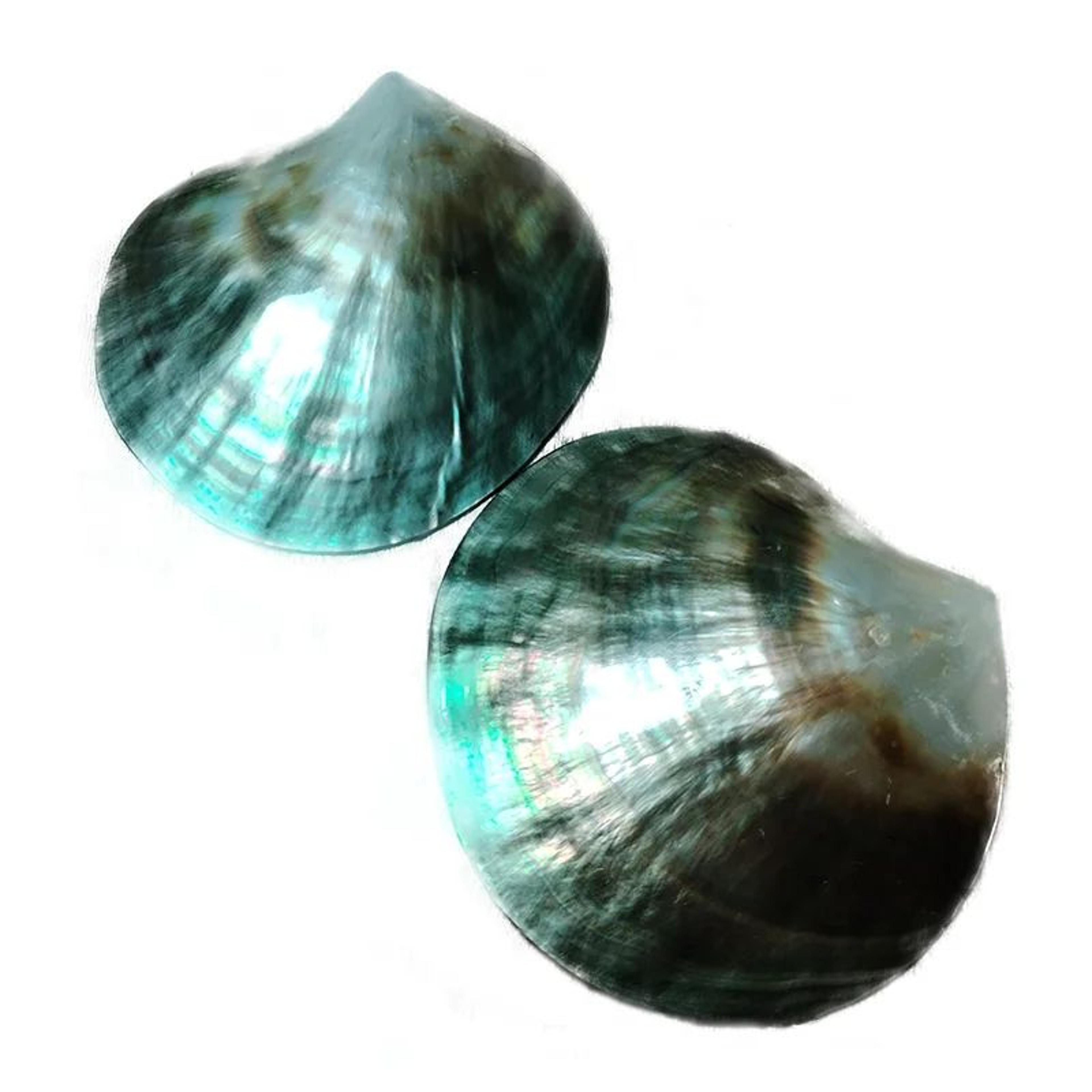 Black Mother Of Pearl Shell Beads  Polished Pinctada Margaritifera For DIY Jewelry  Elegant Storage 8