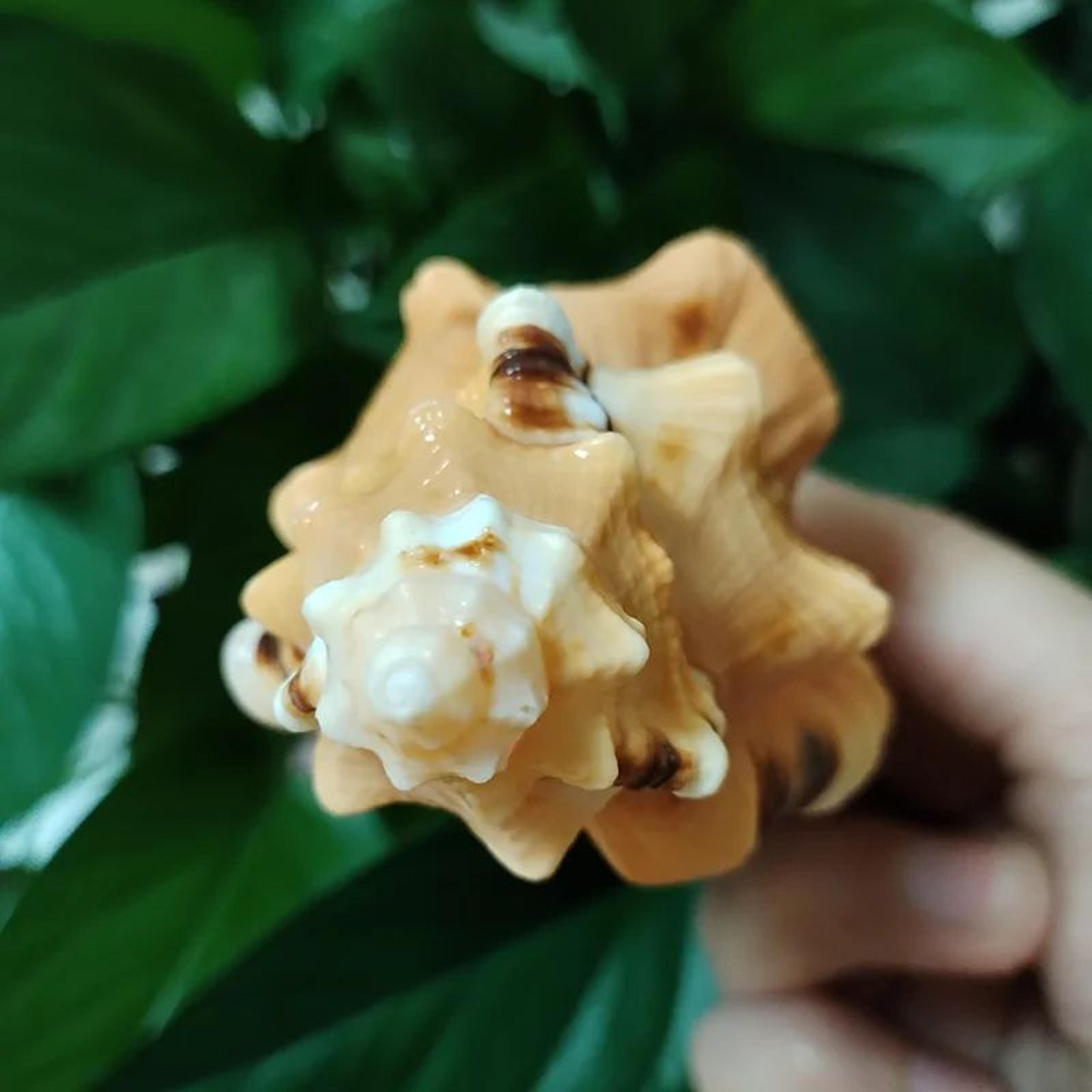 Natural Triton Conch Shell Decor  Large Cymatium Lotorium For Aquariums  Coastal Styling 3