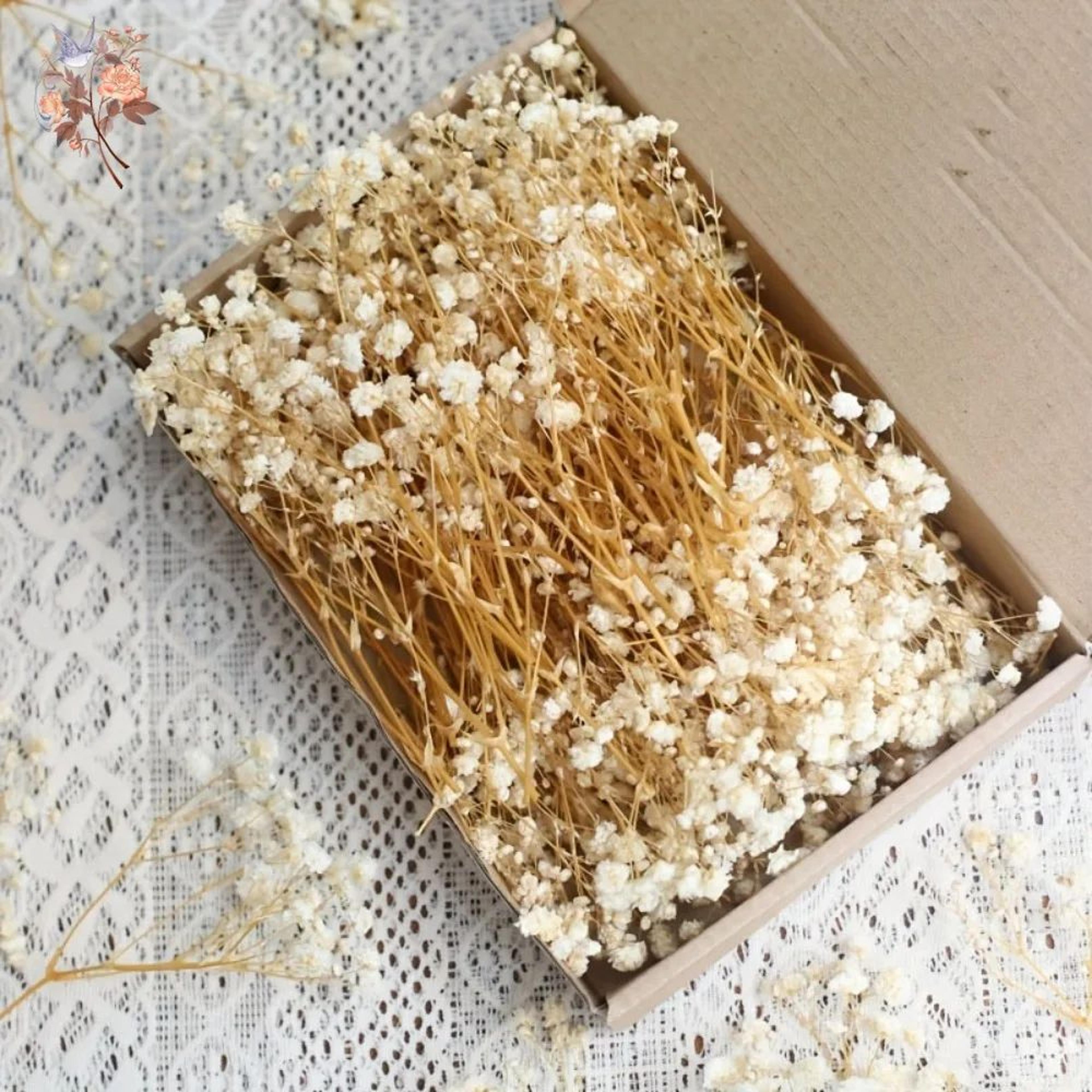 mini dried baby's breath flowers for resin & wedding crafts – real touch gypsophila bundle (100pcs)