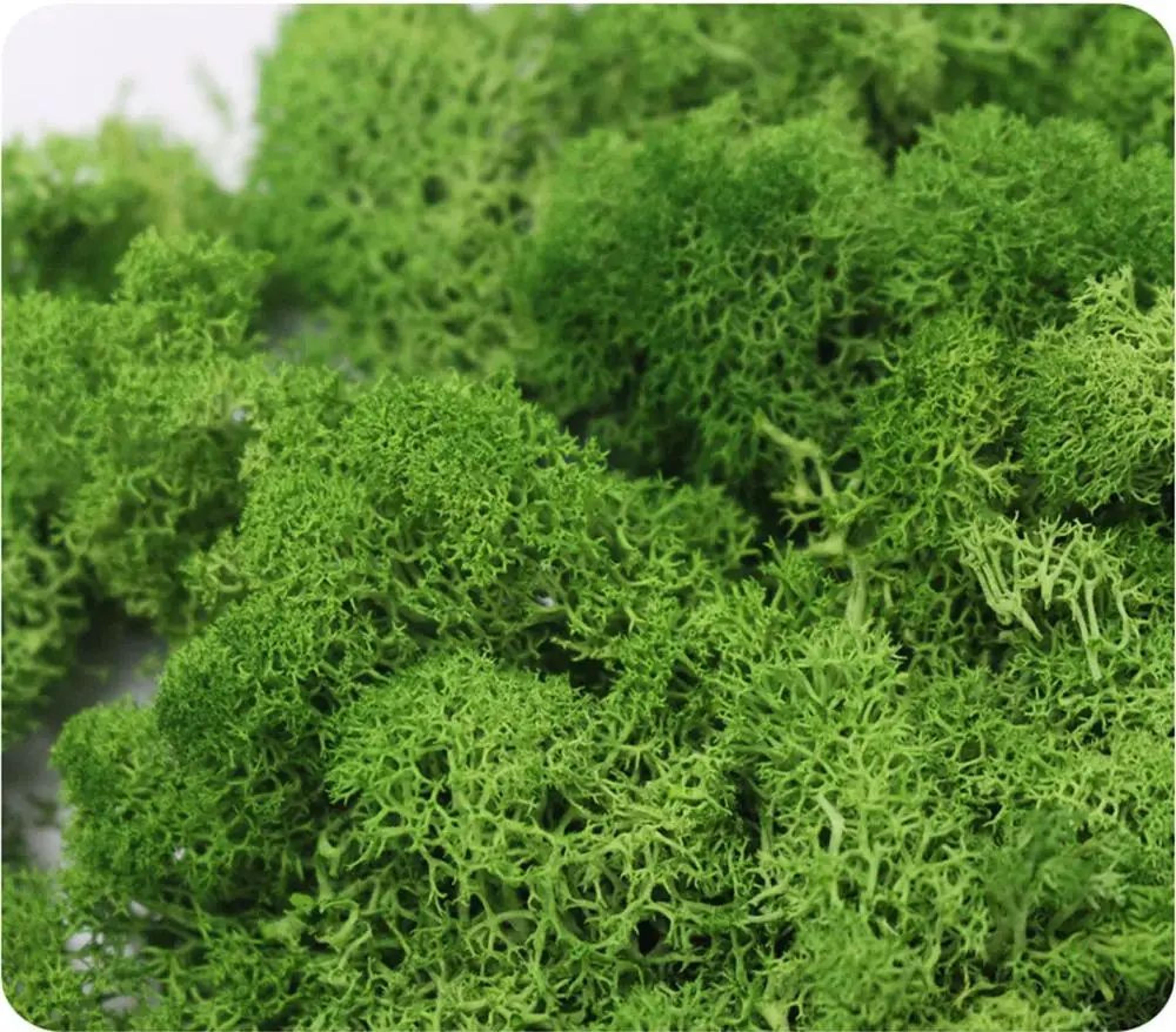 EverGreen Artificial Moss For Crafts And Moss Wall Decor 2