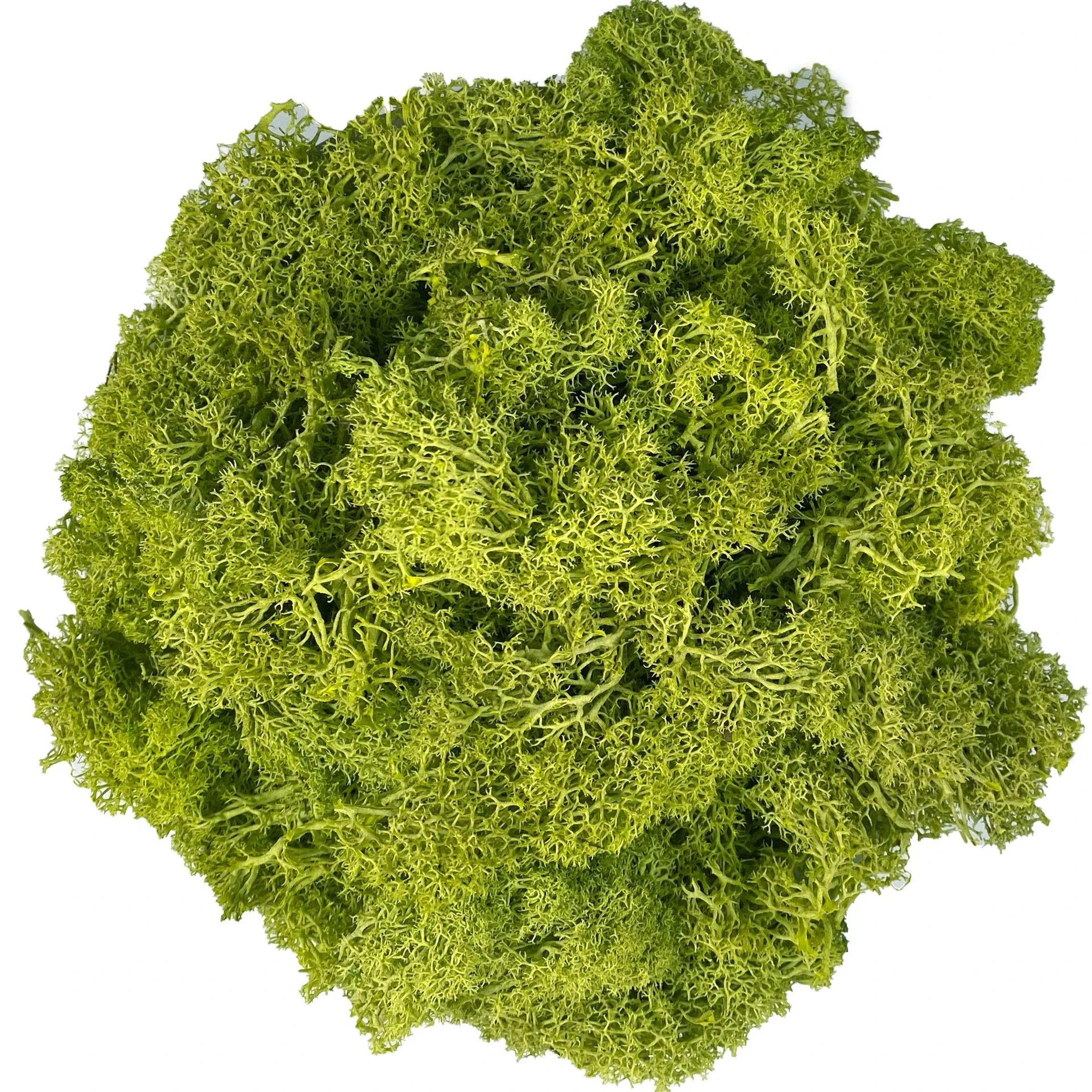 Premium Artificial Moss For Plants  Crafts  Realistic Reindeer Moss Decor For DIY Floral  Wall Styl 11
