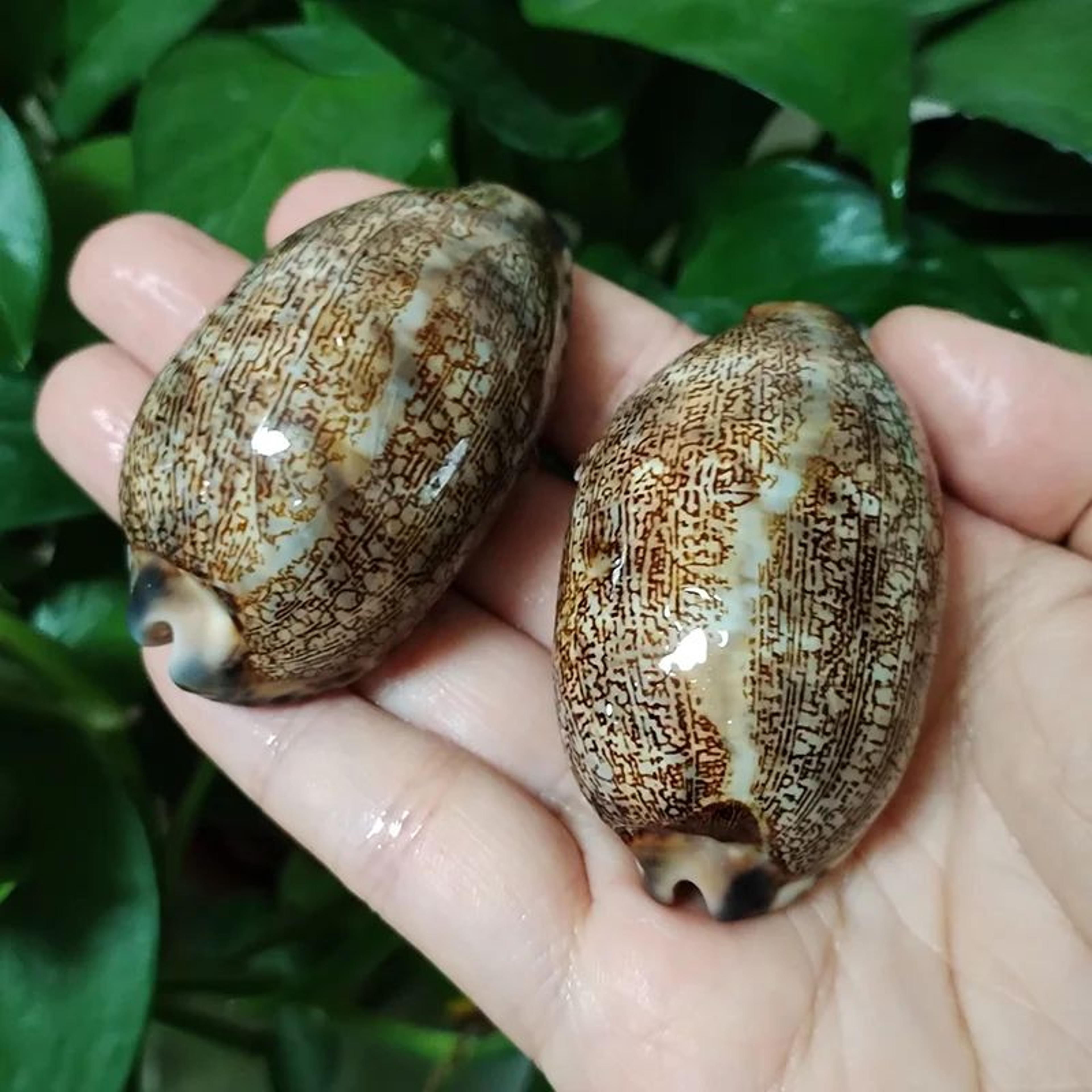 natural arabian cowry shells set of 2 for crafts, jewelry making and beach decor
