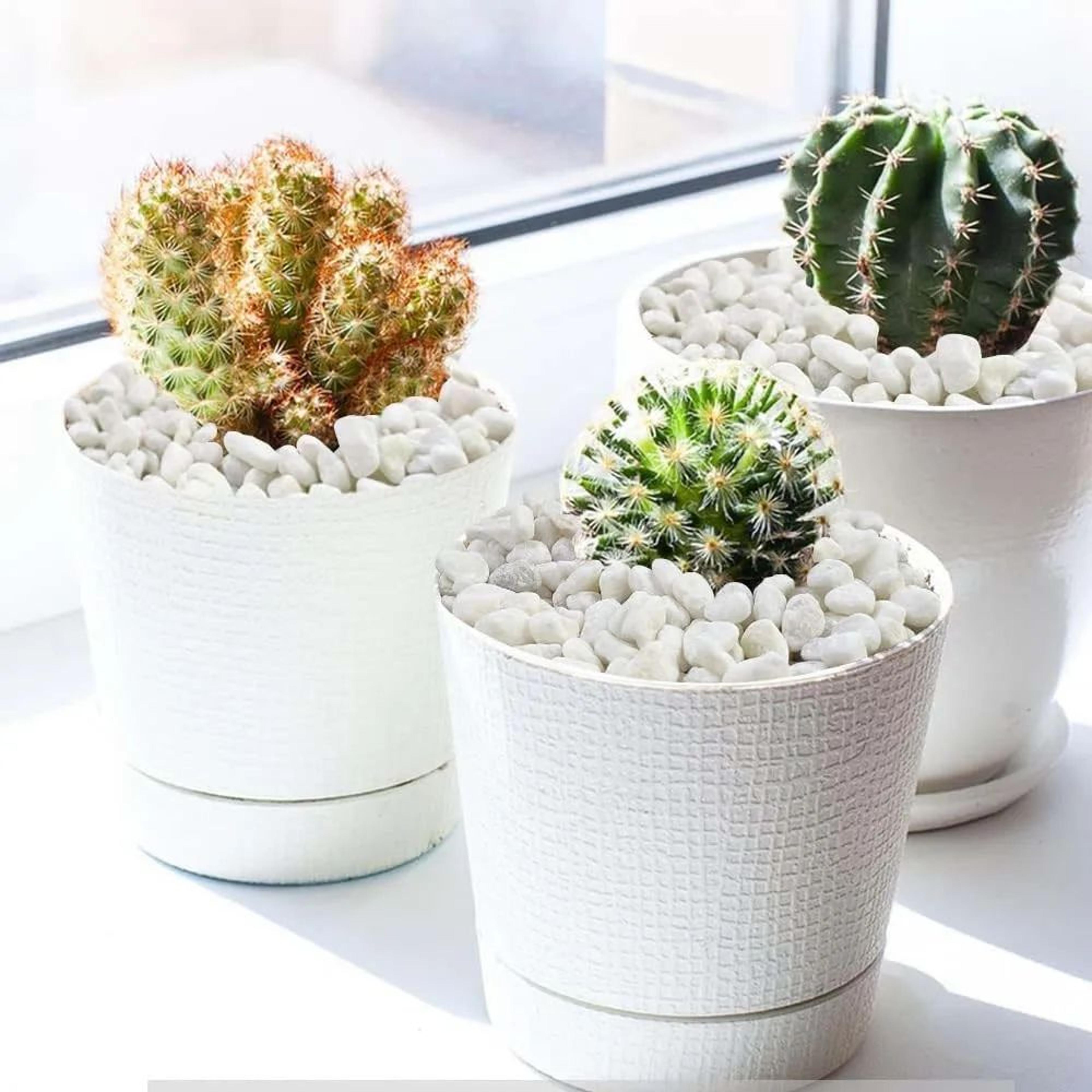 Natural Polished Decorative Garden Pebbles For Succulents Aquariums  Vase Styling 5