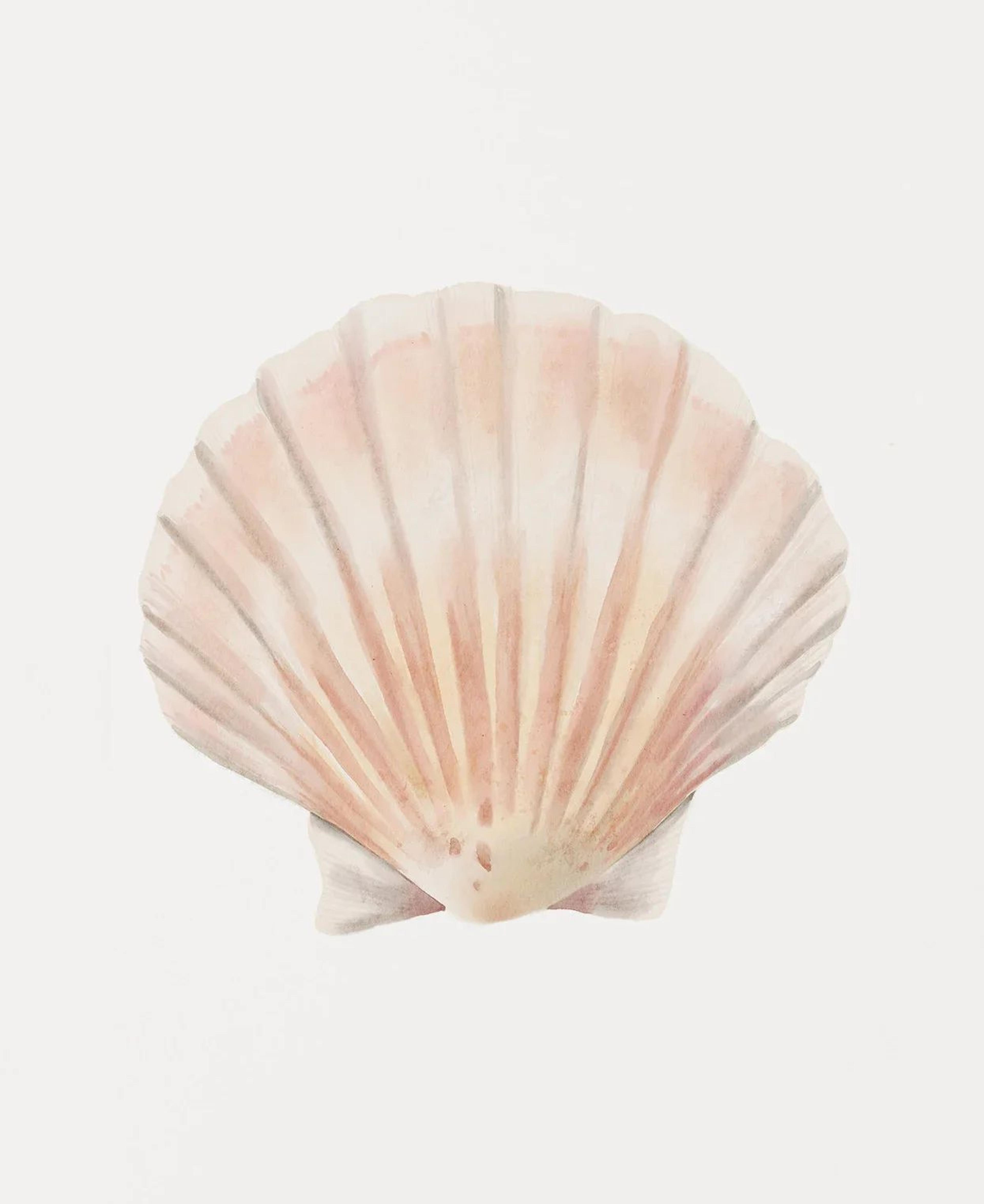 Ocean Breeze Coastal Wall Art Set  Watercolor Seashell  Starfish Prints 5