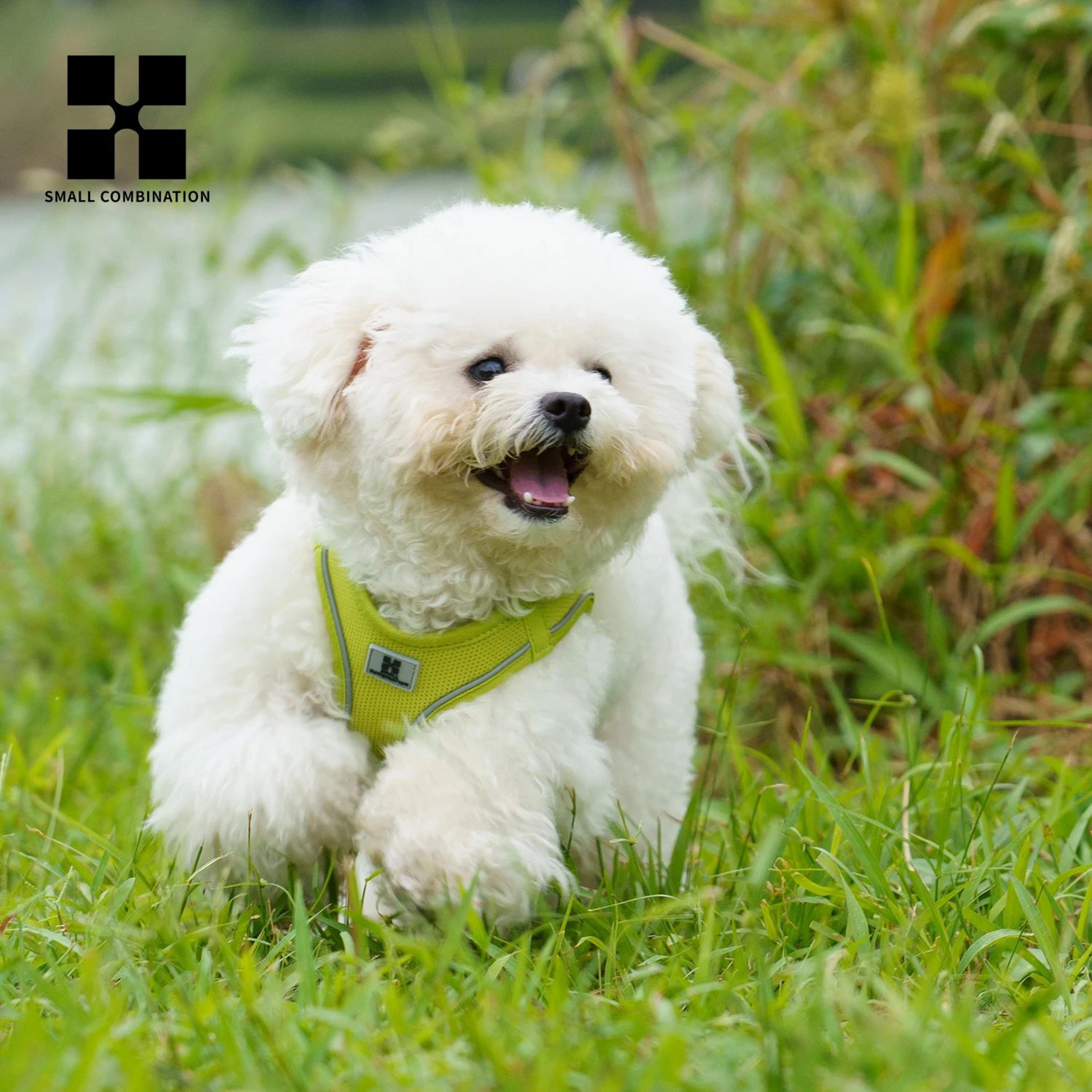 Reflective Adjustable Dog Harness Leash Set For Small  Medium Dogs And Cats 4