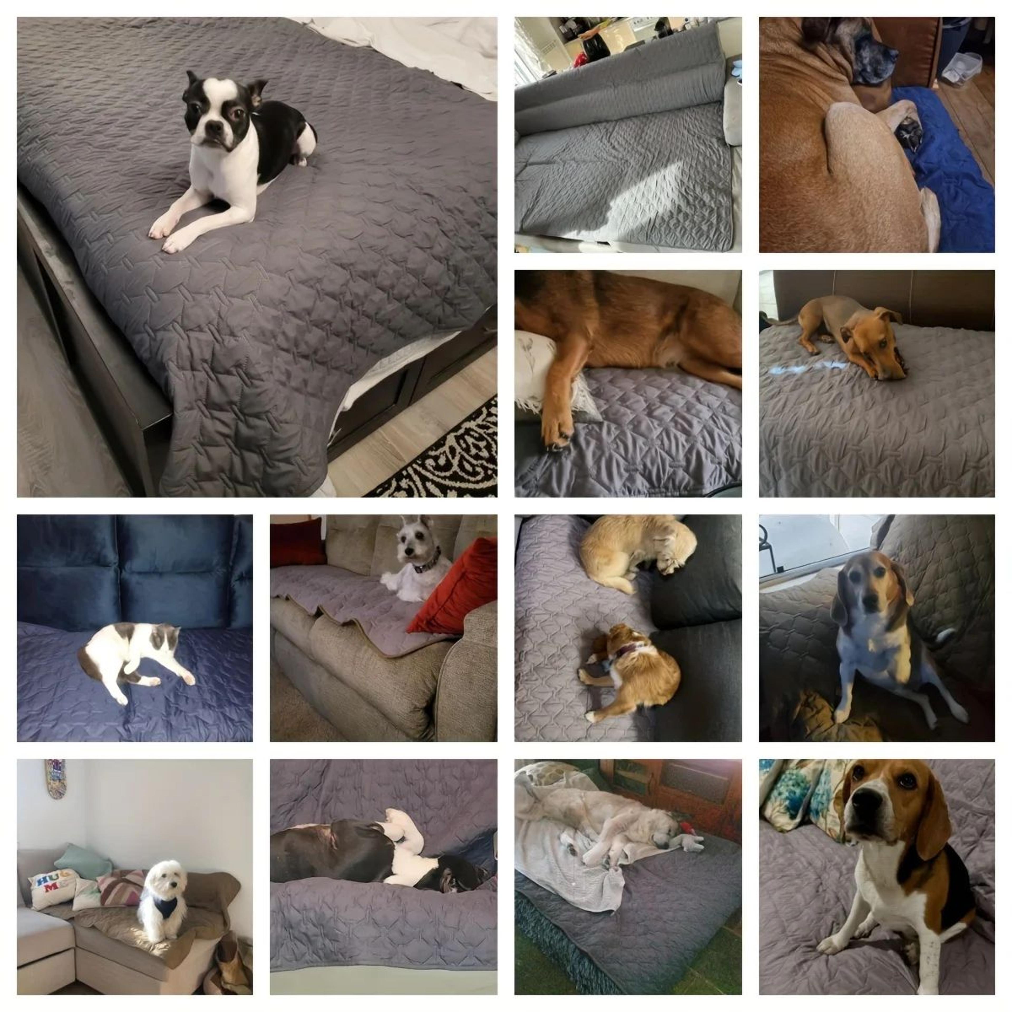Reversible Waterproof Dog Bed Cover And Sofa Protector Blanket 5