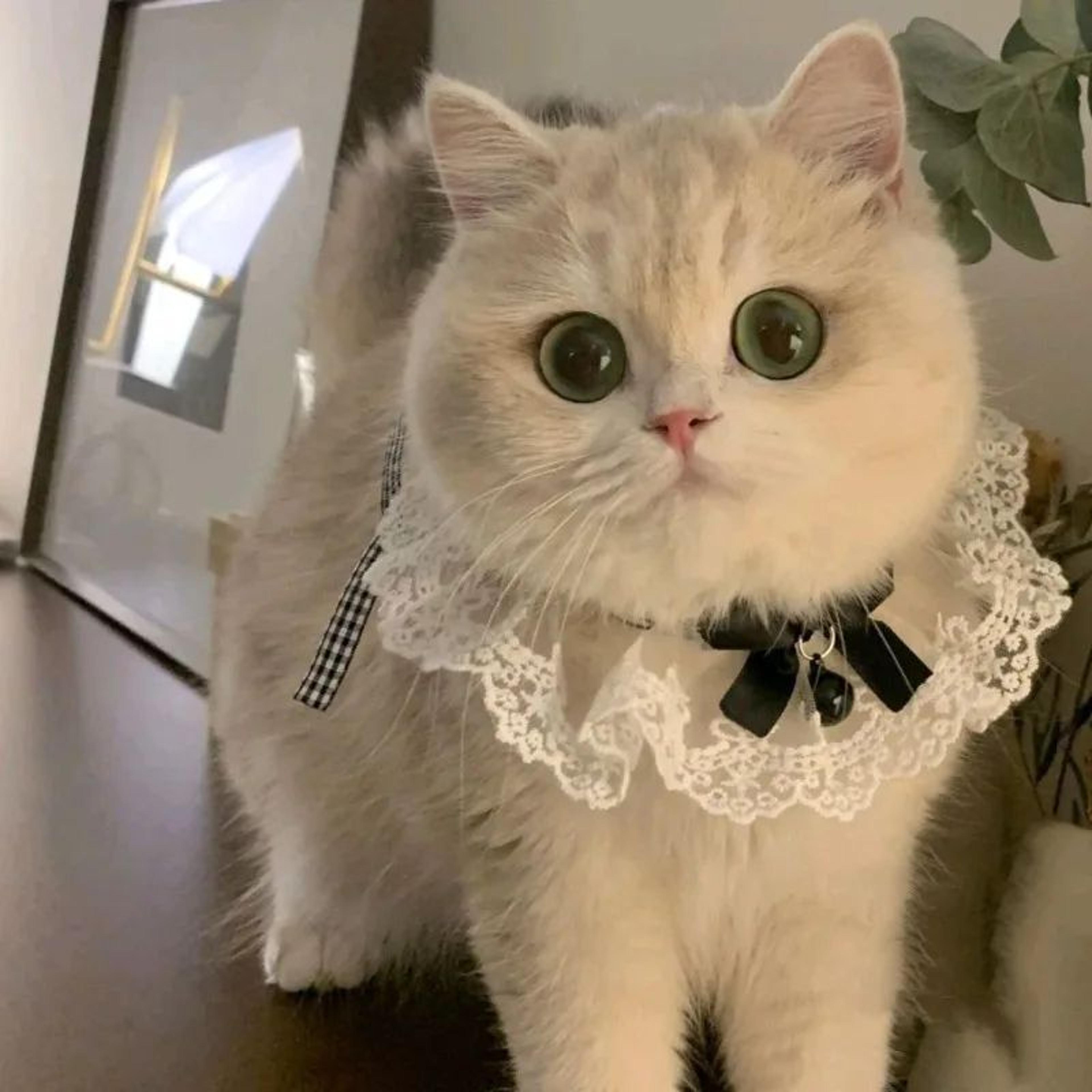 Princess Lace Pet Collar With Bell For Cats And Small Dogs 2