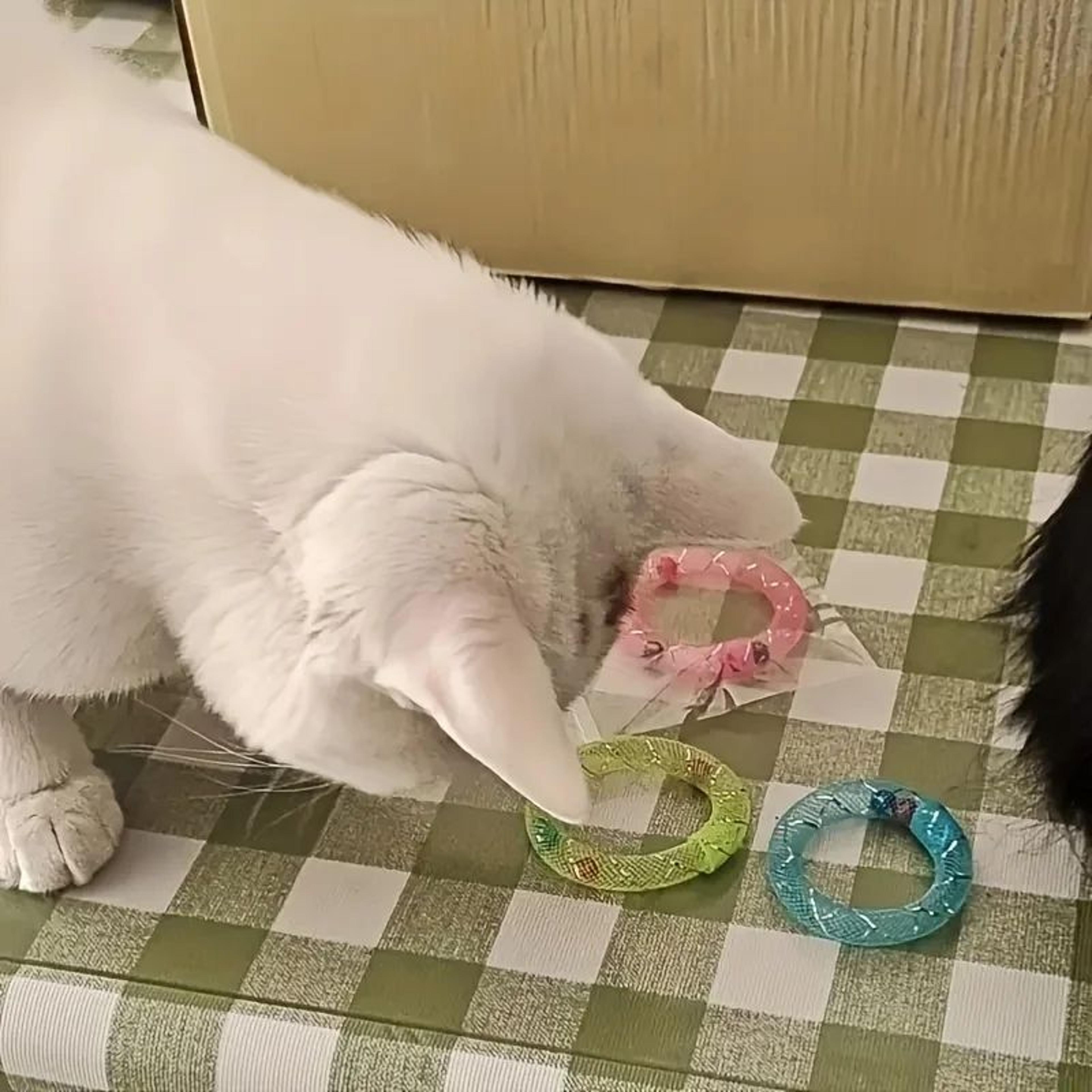 Donut Bounce Interactive Cat Toy With Bell 5