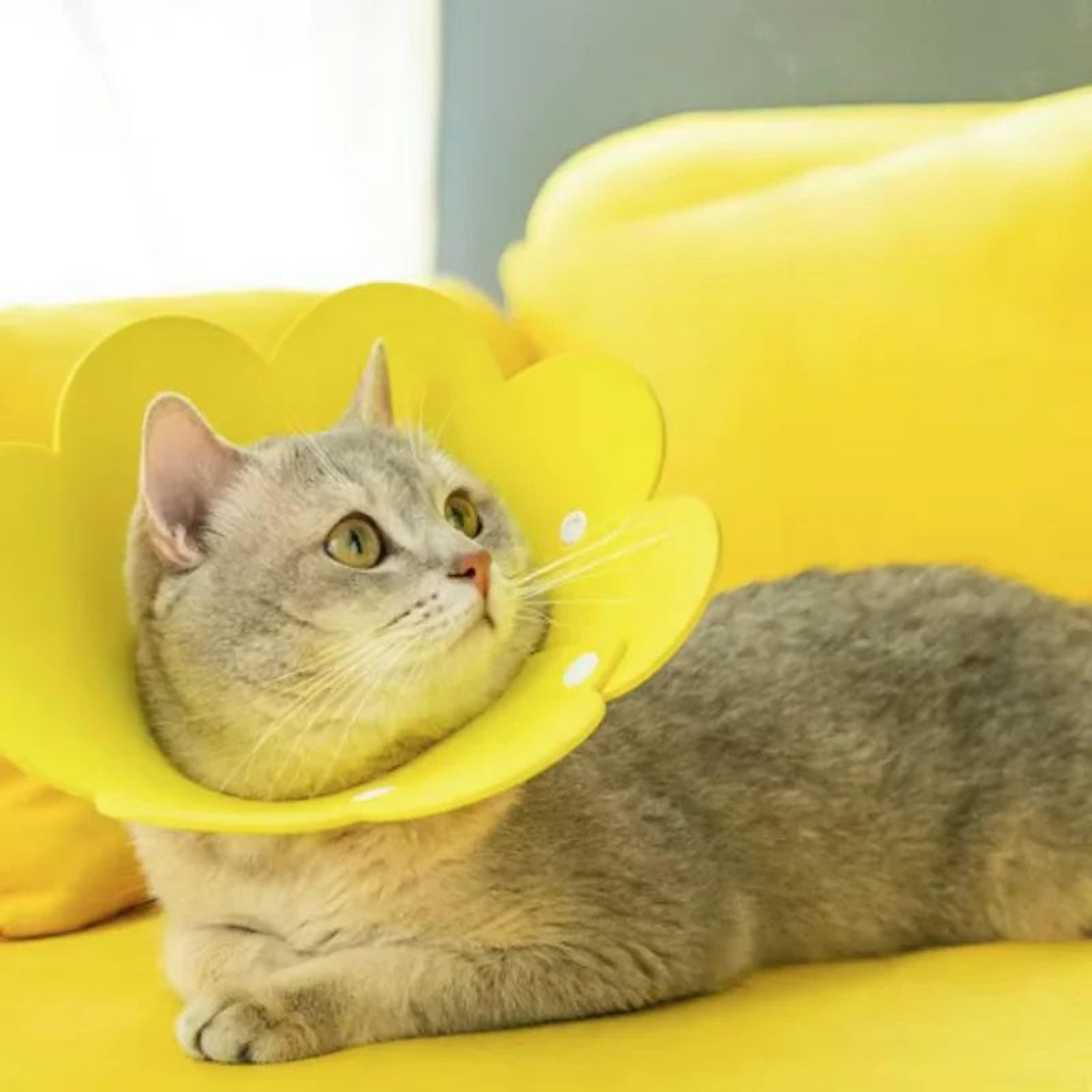 Flower Pet Recovery Collar Adjustable Soft Protective Cone For Cats  Dogs 4