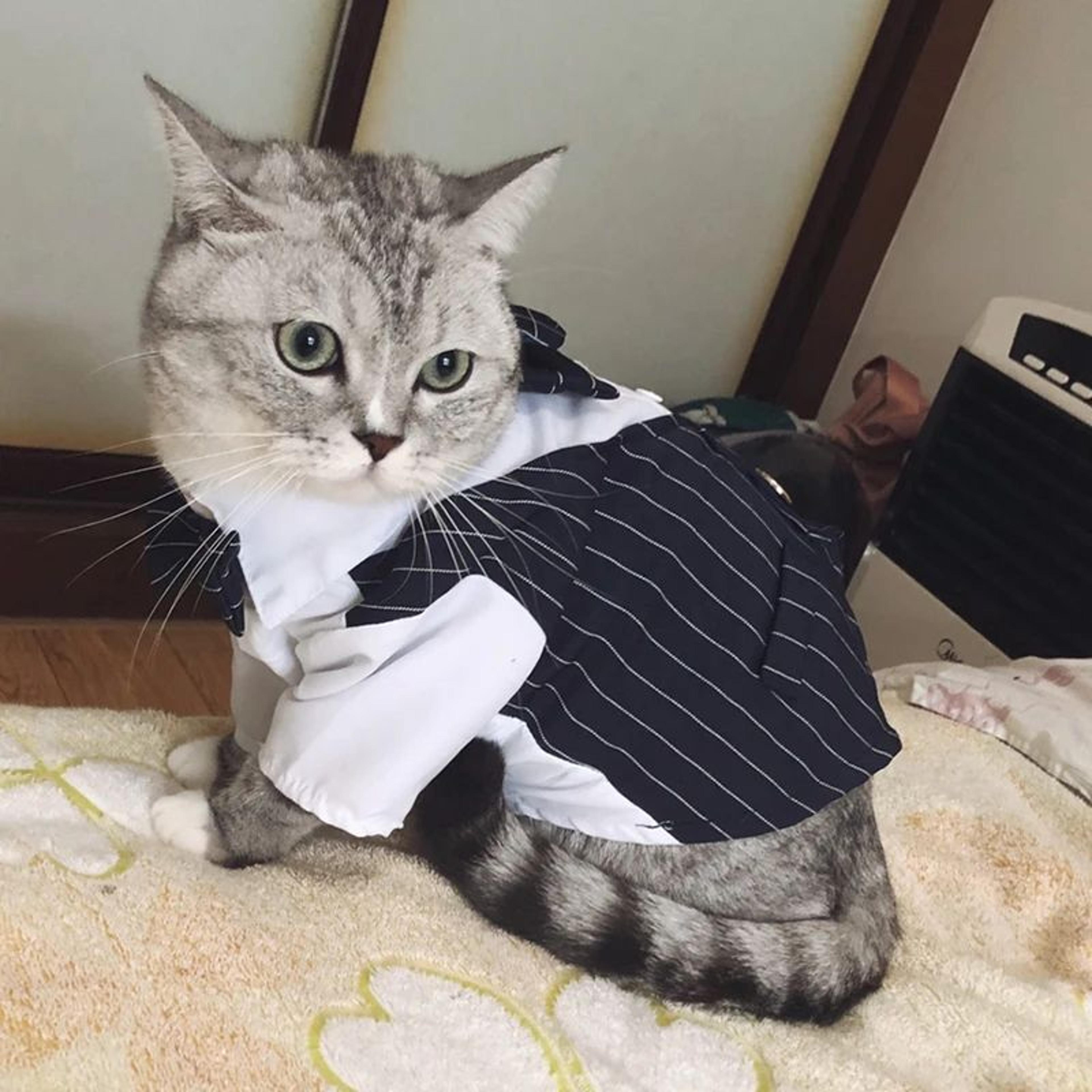 Dapper Pet Party Suit Jacket For Cats And Small Dogs 1