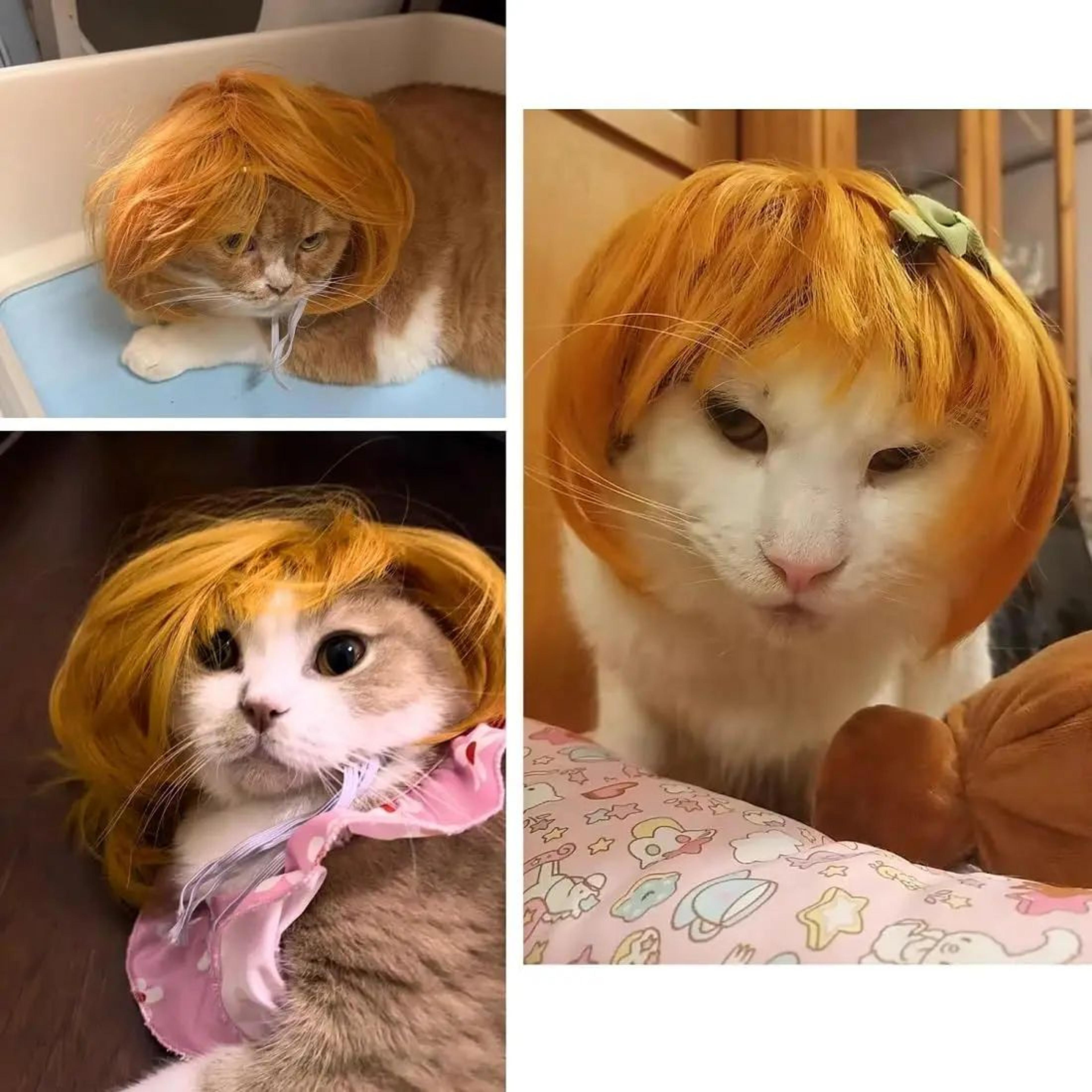 Funny Adjustable Pet Cosplay Wig For Dogs And Cats Halloween Costume 2