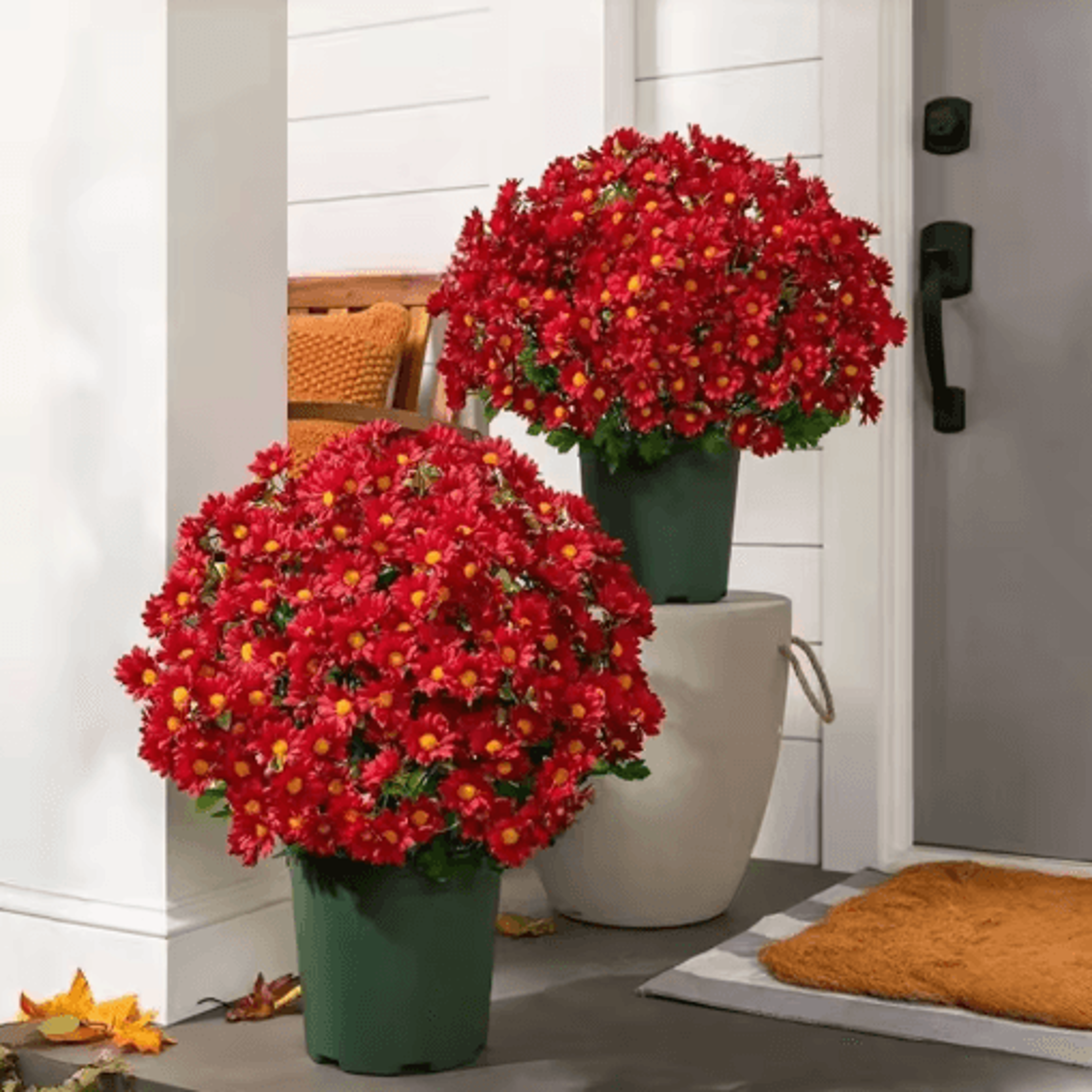 Artificial Sunset Mums Flowers Waterproof Fake Fall Flowers For Outdoor And Home Decor 5 Bundles 12