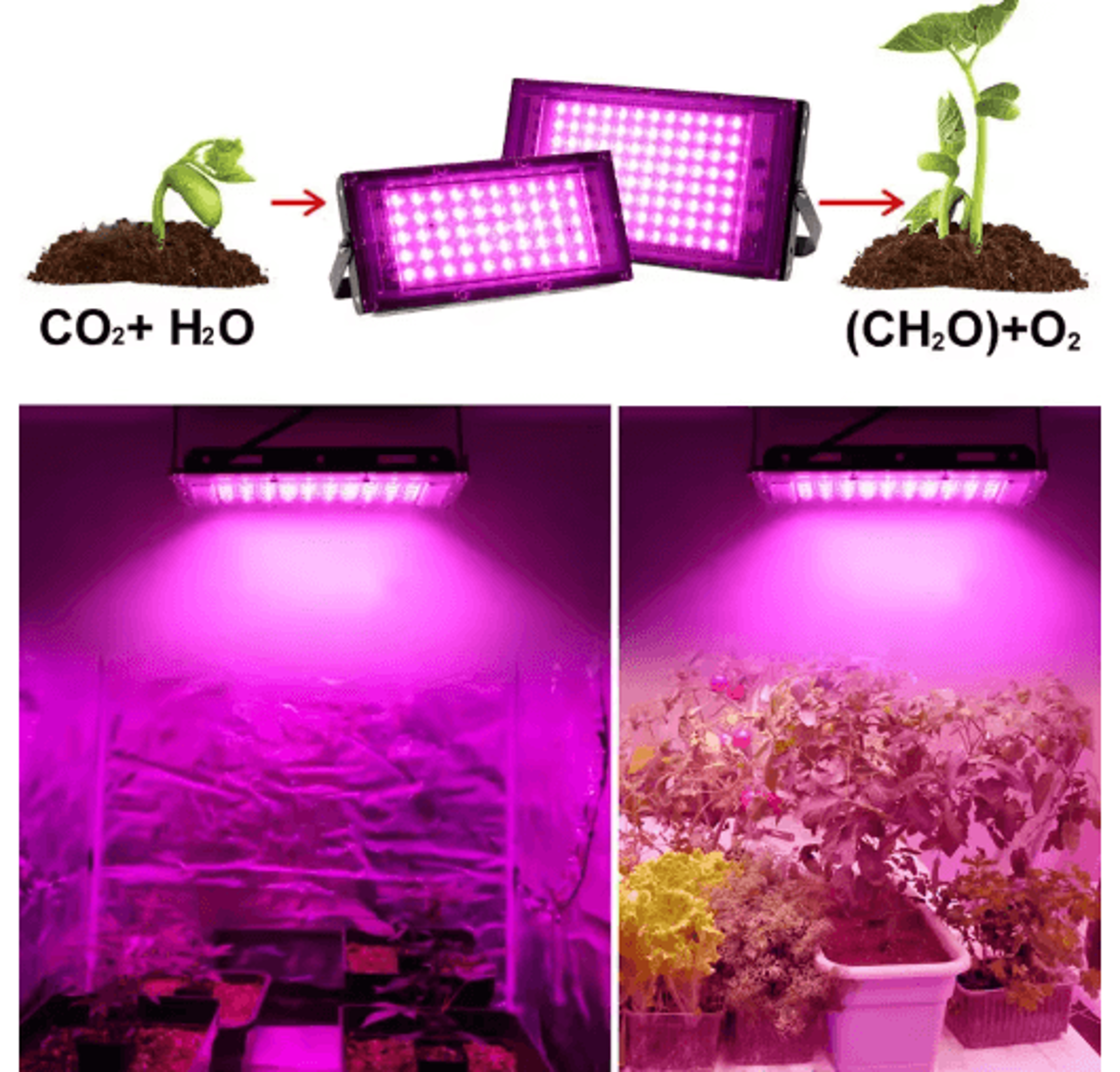 Full Spectrum LED Phyto Lamp For Indoor Plants  50W  100W  300W Grow Light 11