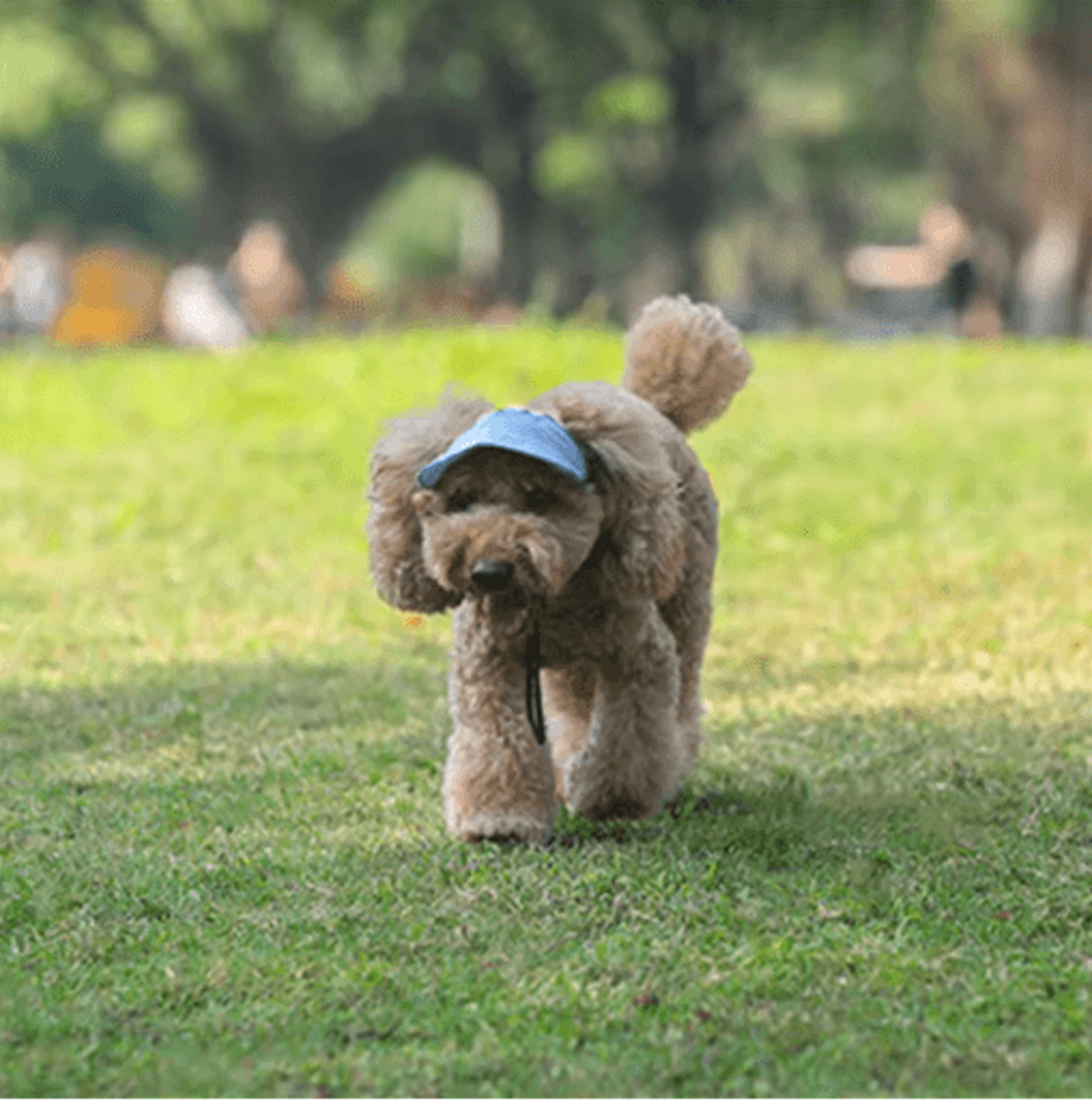Adjustable Dog Baseball Cap Cute Pet Sun Hat With Ear Holes For Outdoor Use 7