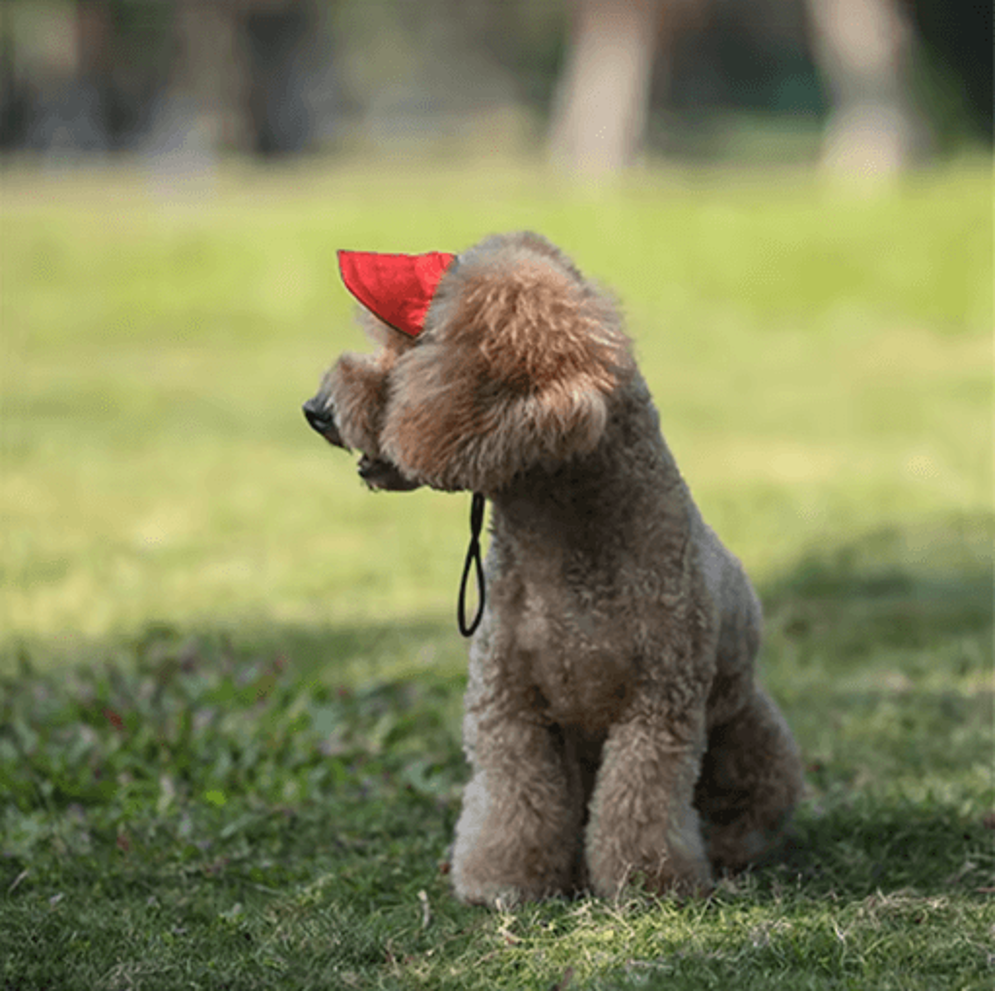 Adjustable Dog Baseball Cap Cute Pet Sun Hat With Ear Holes For Outdoor Use 8