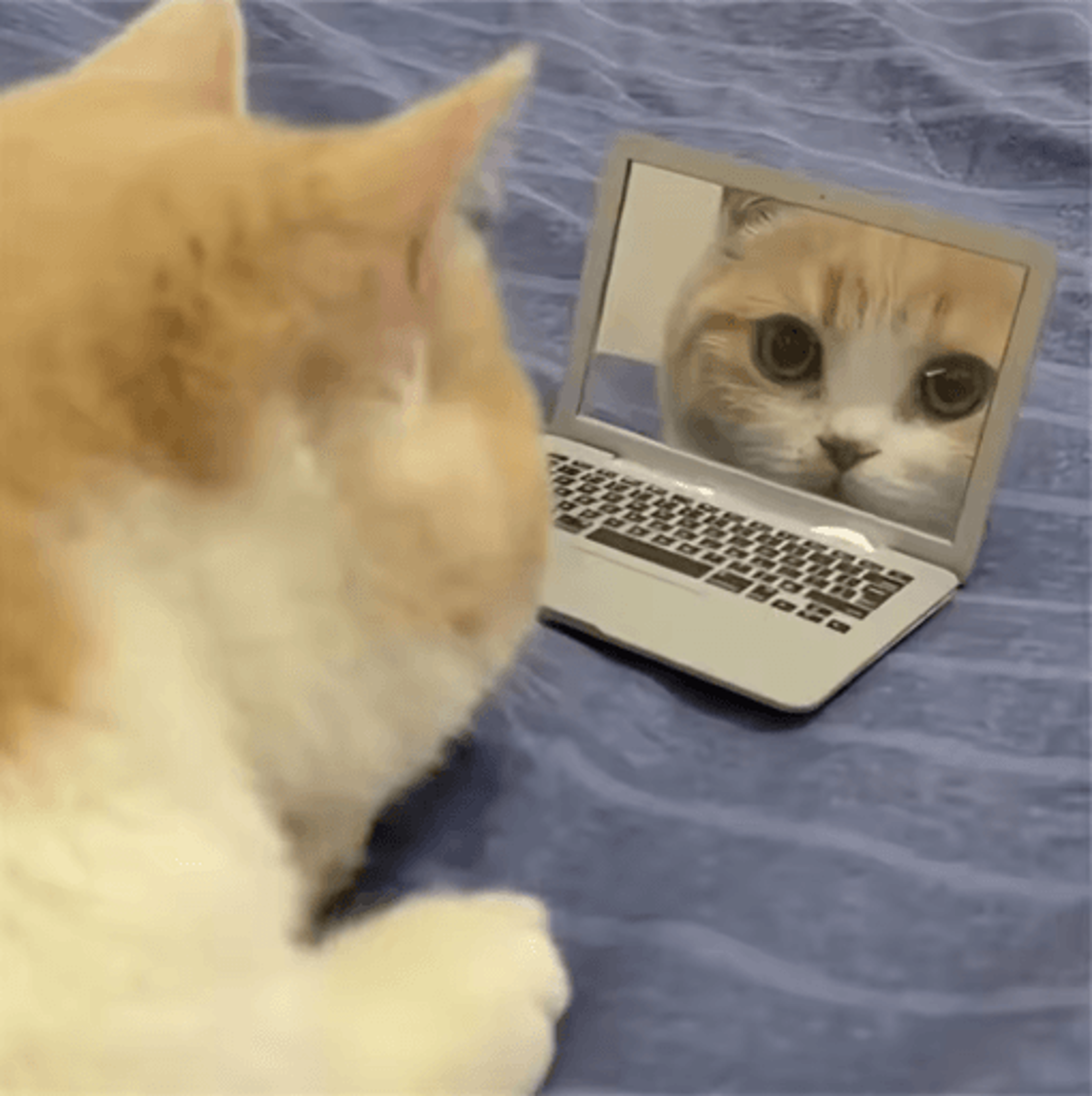 Mini Cat Laptop Toy Mirror Interactive Dollhouse Computer For Kittens 6