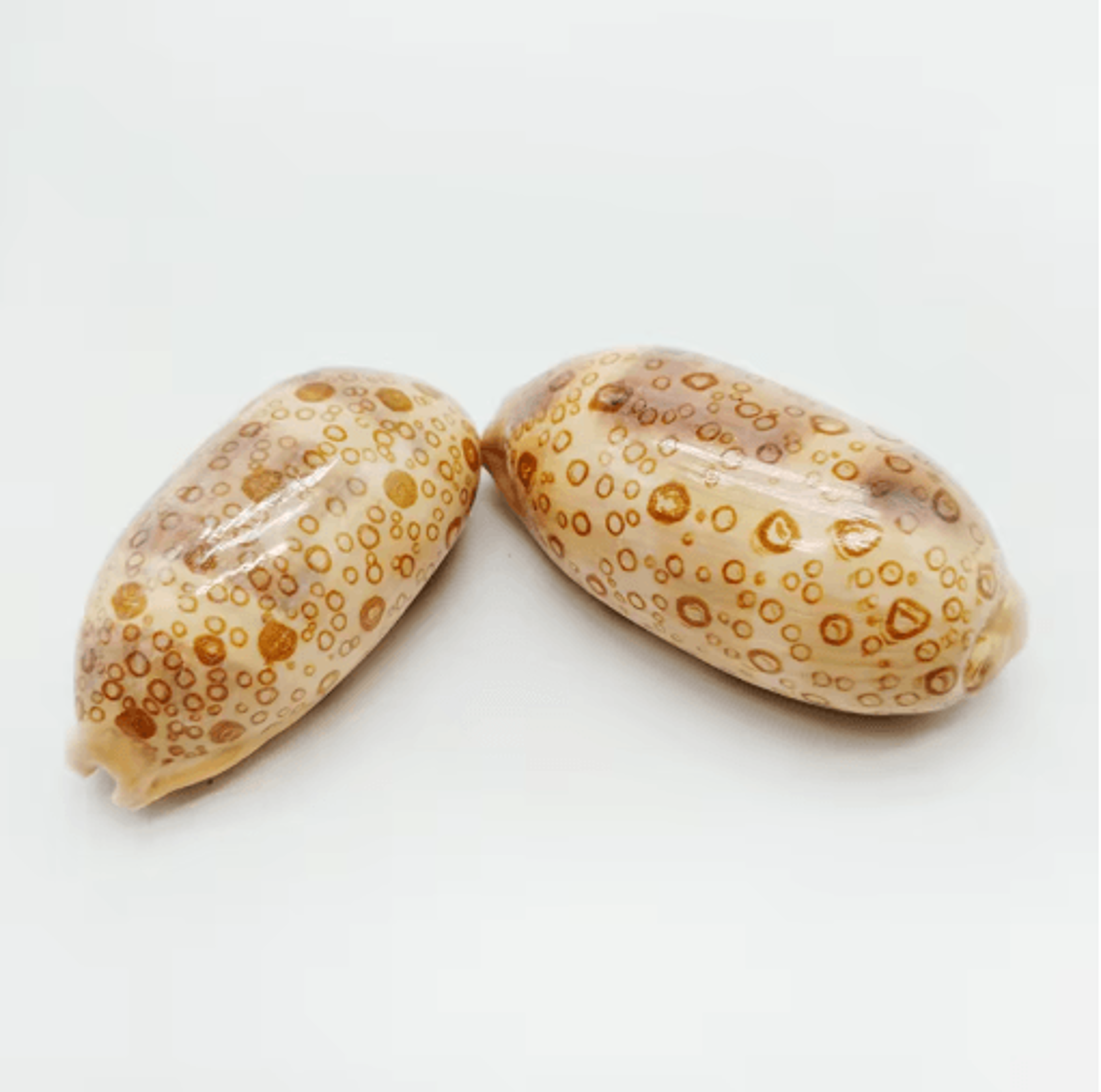 2PCS Eyed Cowrie Shell Set Natural Sea Shell Decor For Aquarium  Coastal Styling 2
