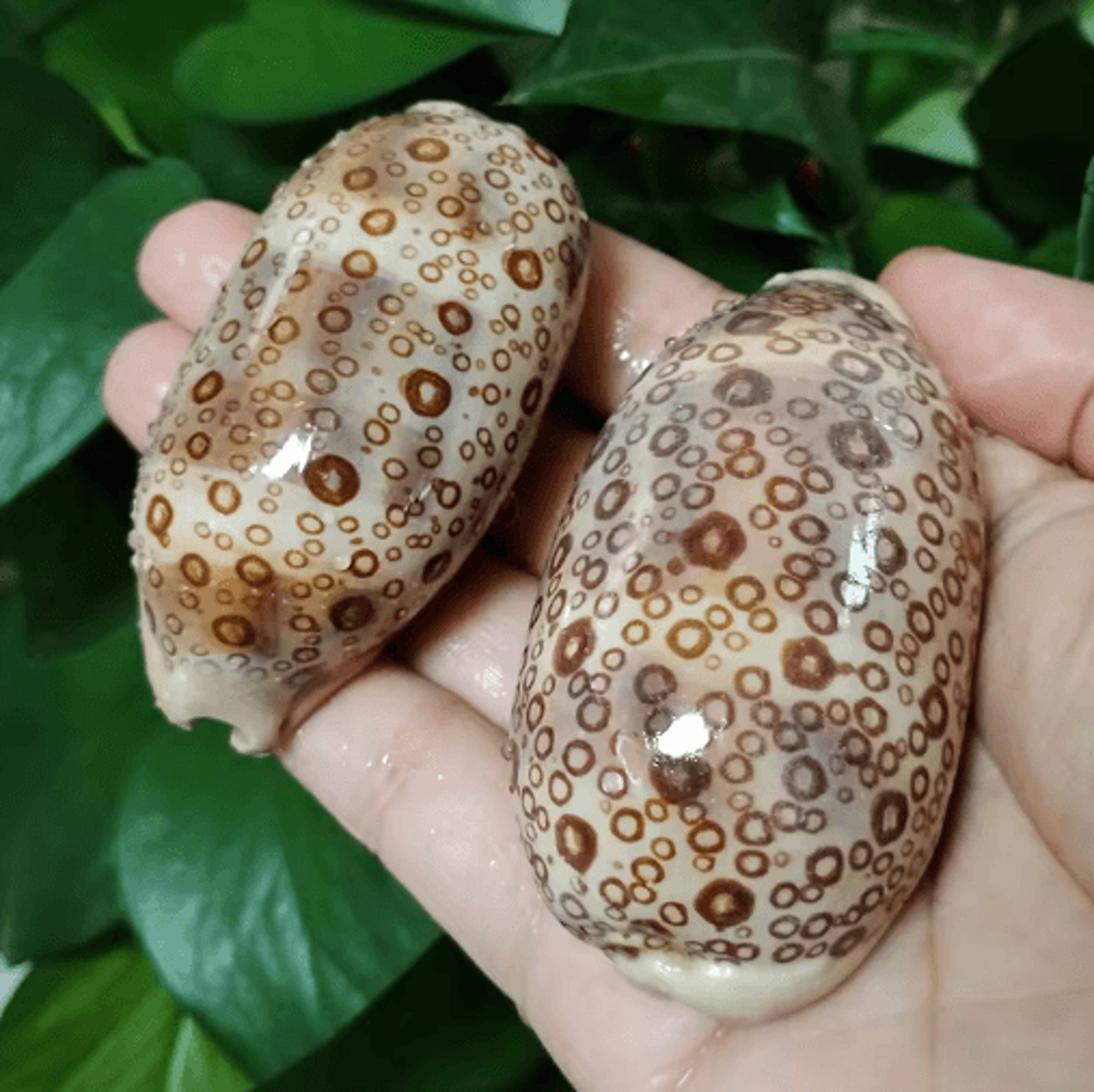2PCS Eyed Cowrie Shell Set Natural Sea Shell Decor For Aquarium  Coastal Styling 0
