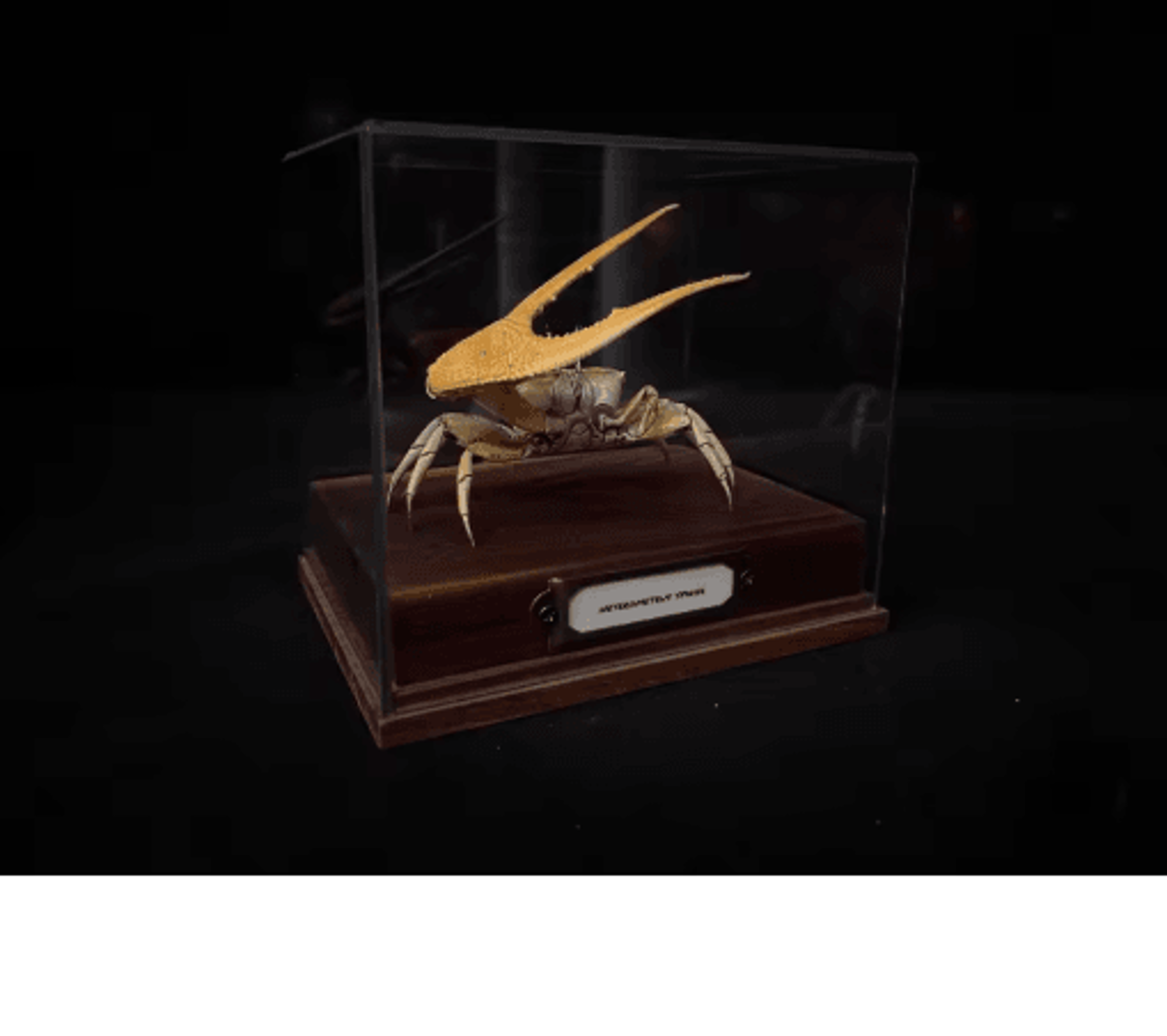 Real Crab Specimen Display  Handcrafted Natural Collector Decor With Custom Options 1