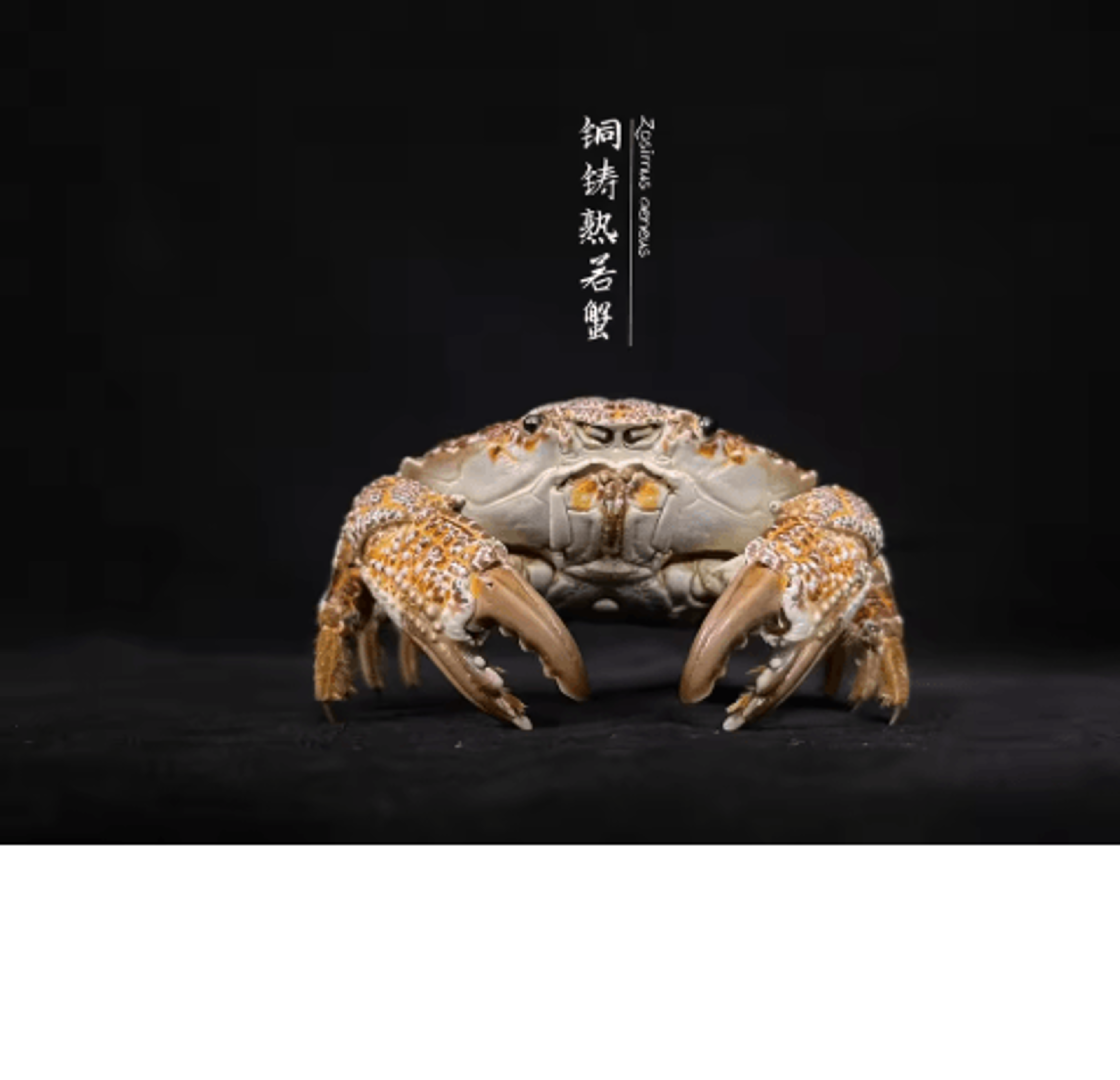 Real Crab Specimen Display  Handcrafted Natural Collector Decor With Custom Options 6