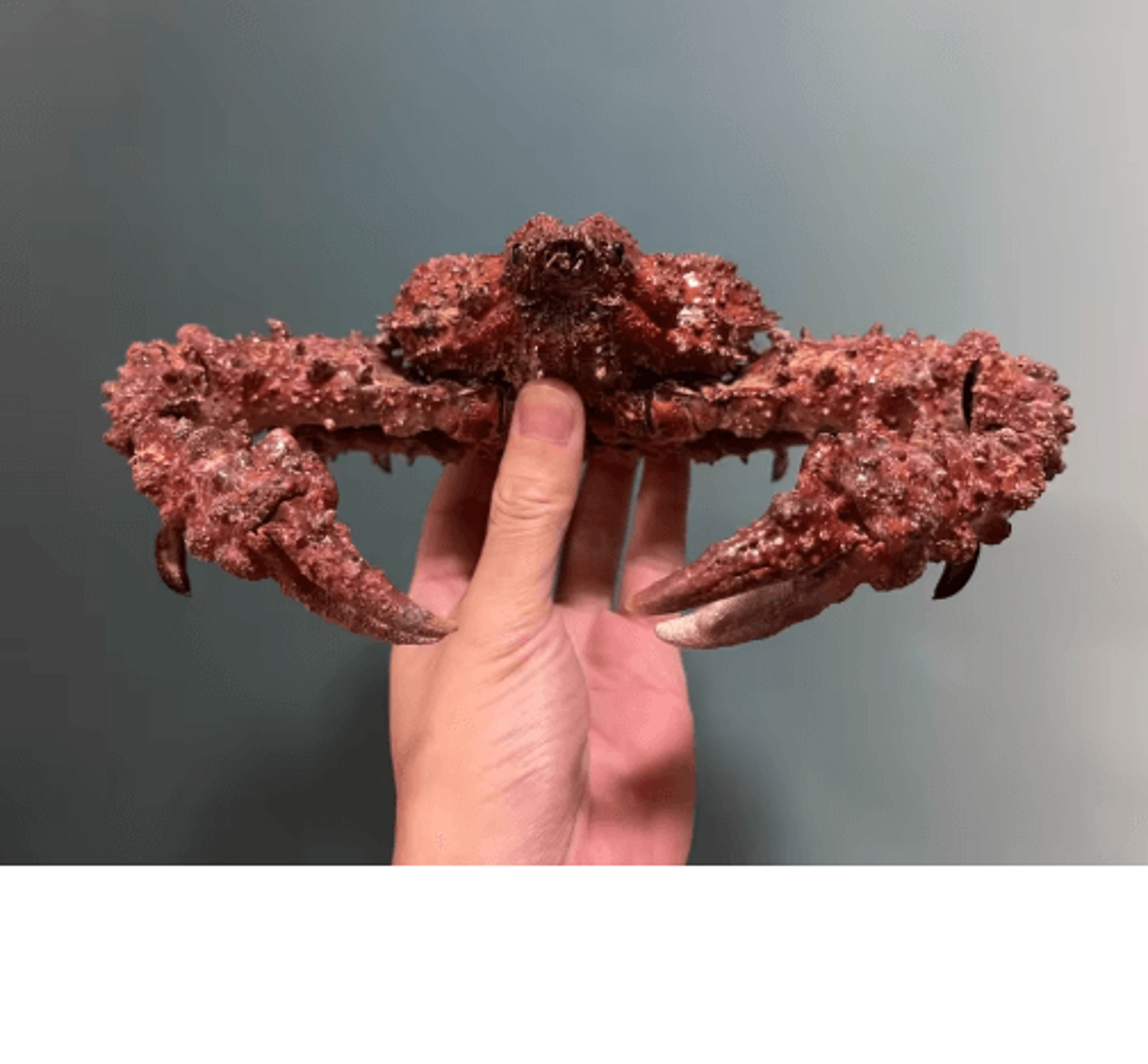 Real Crab Specimen Display  Handcrafted Natural Collector Decor With Custom Options 16