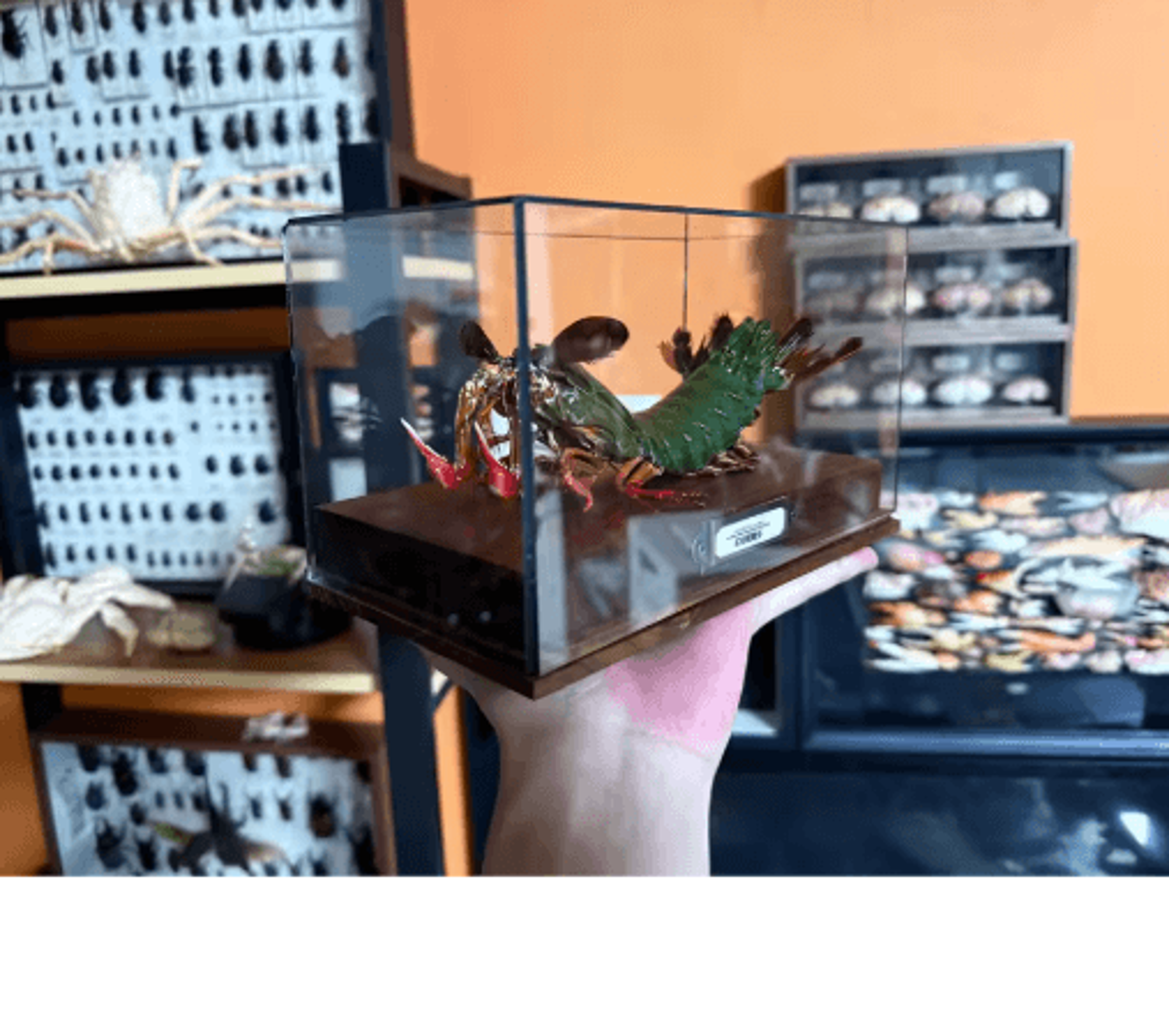 Real Crab Specimen Display  Handcrafted Natural Collector Decor With Custom Options 17