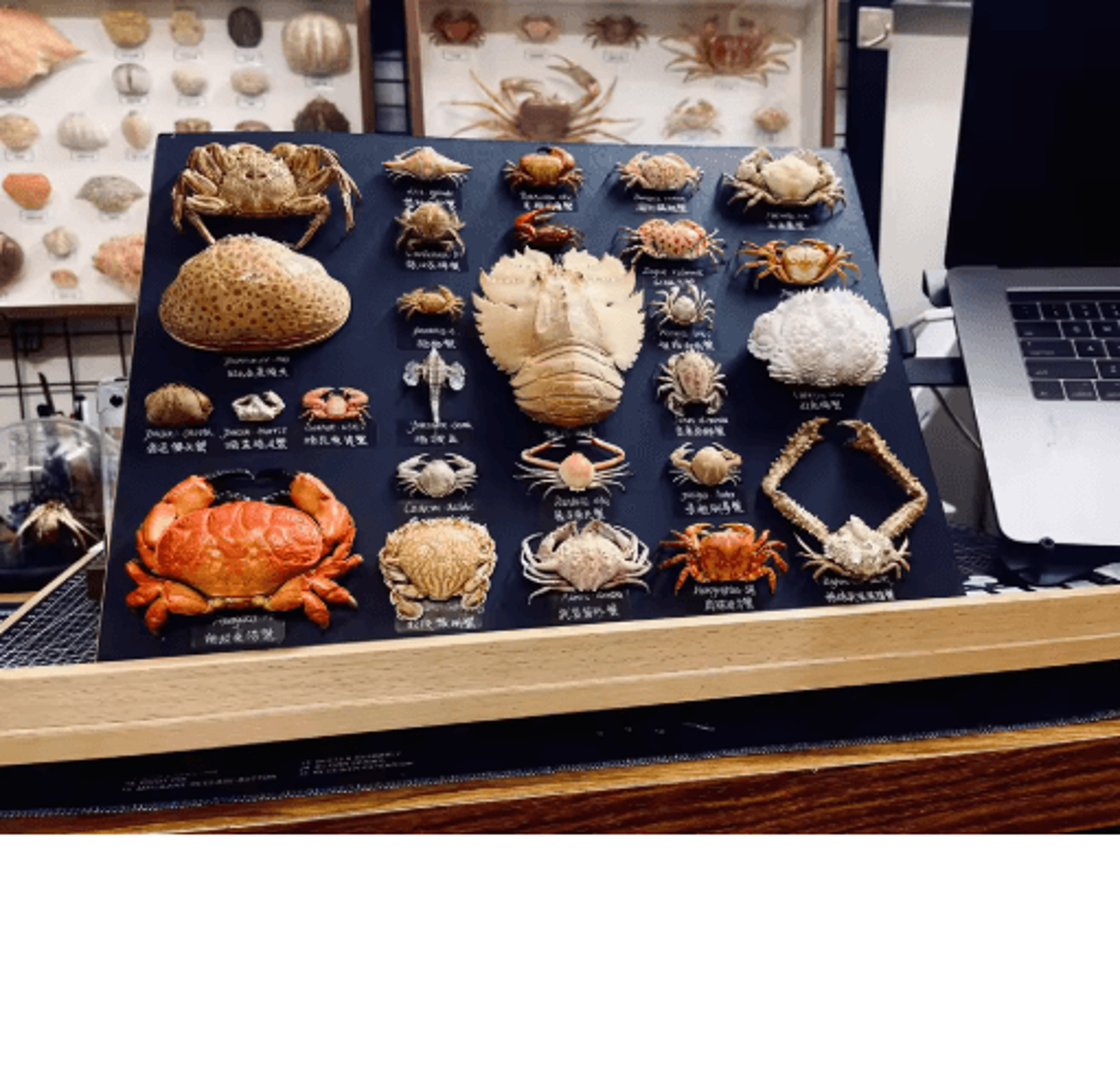 Real Crab Specimen Display  Handcrafted Natural Collector Decor With Custom Options 19