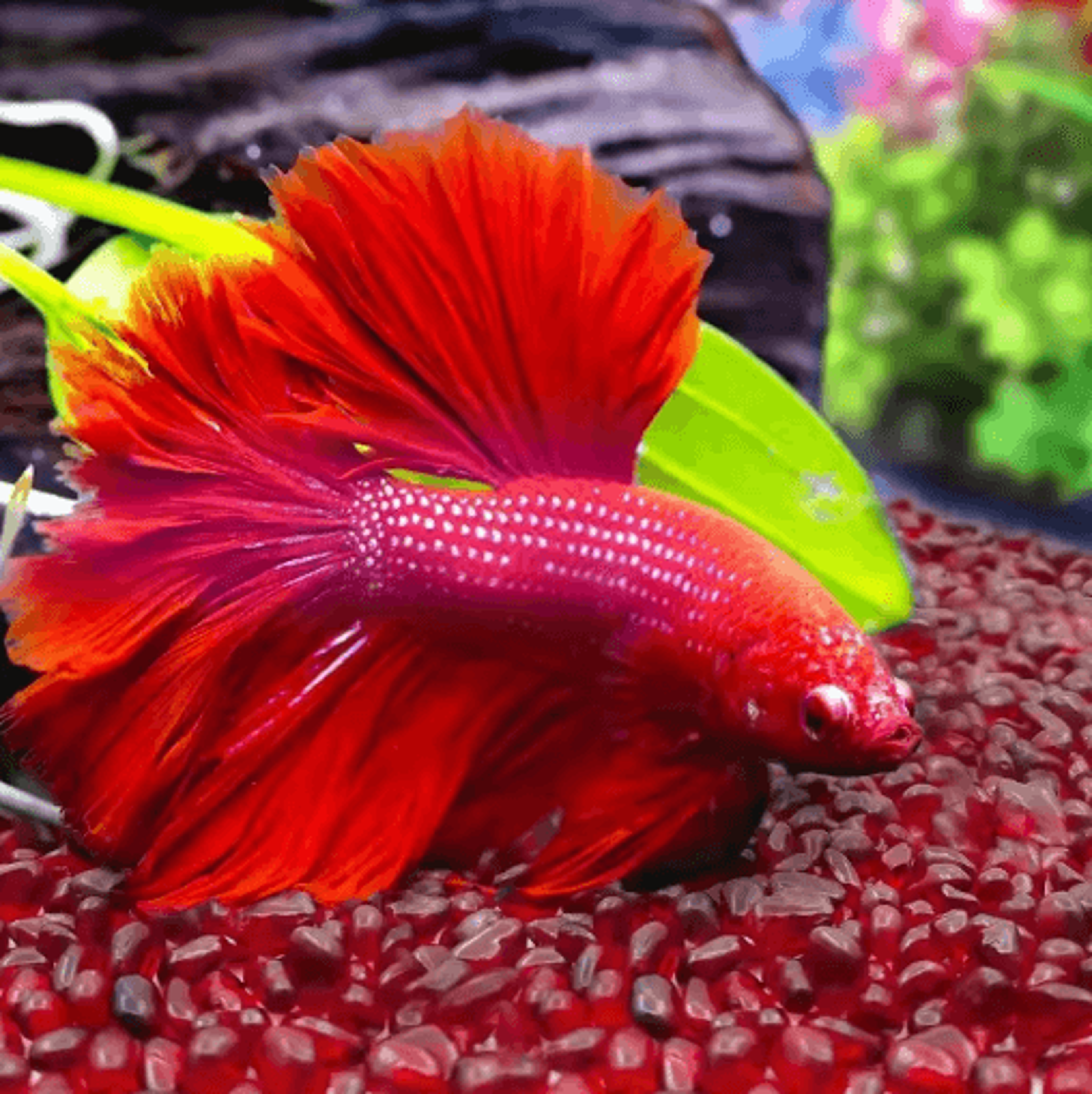 Red Glass Gravel Decorative Chips Vibrant Vase Filler  Aquarium Accent Stones 3