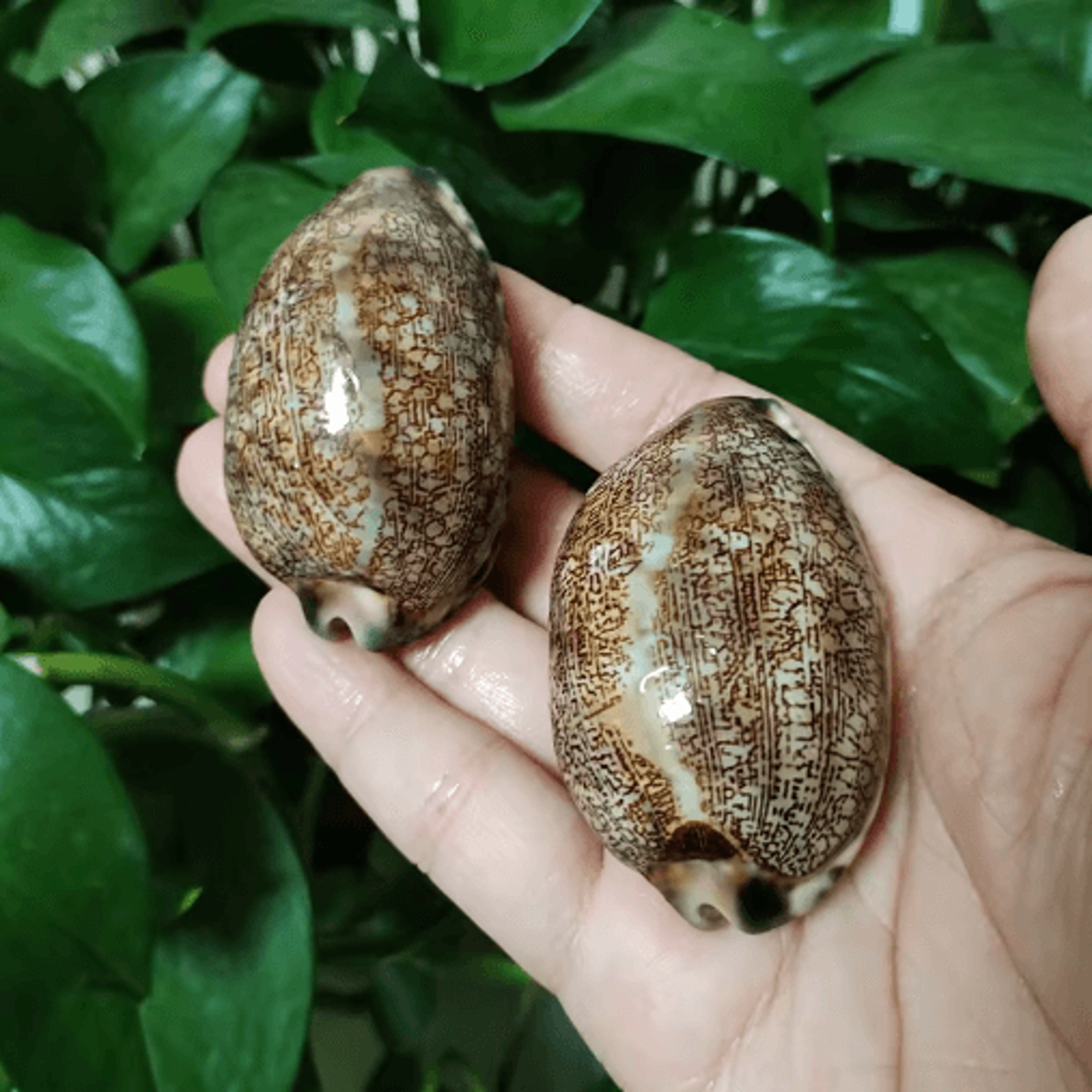 Natural Arabian Cowry Shell Set Decorative Seashells For Crafts  Jewelry 4