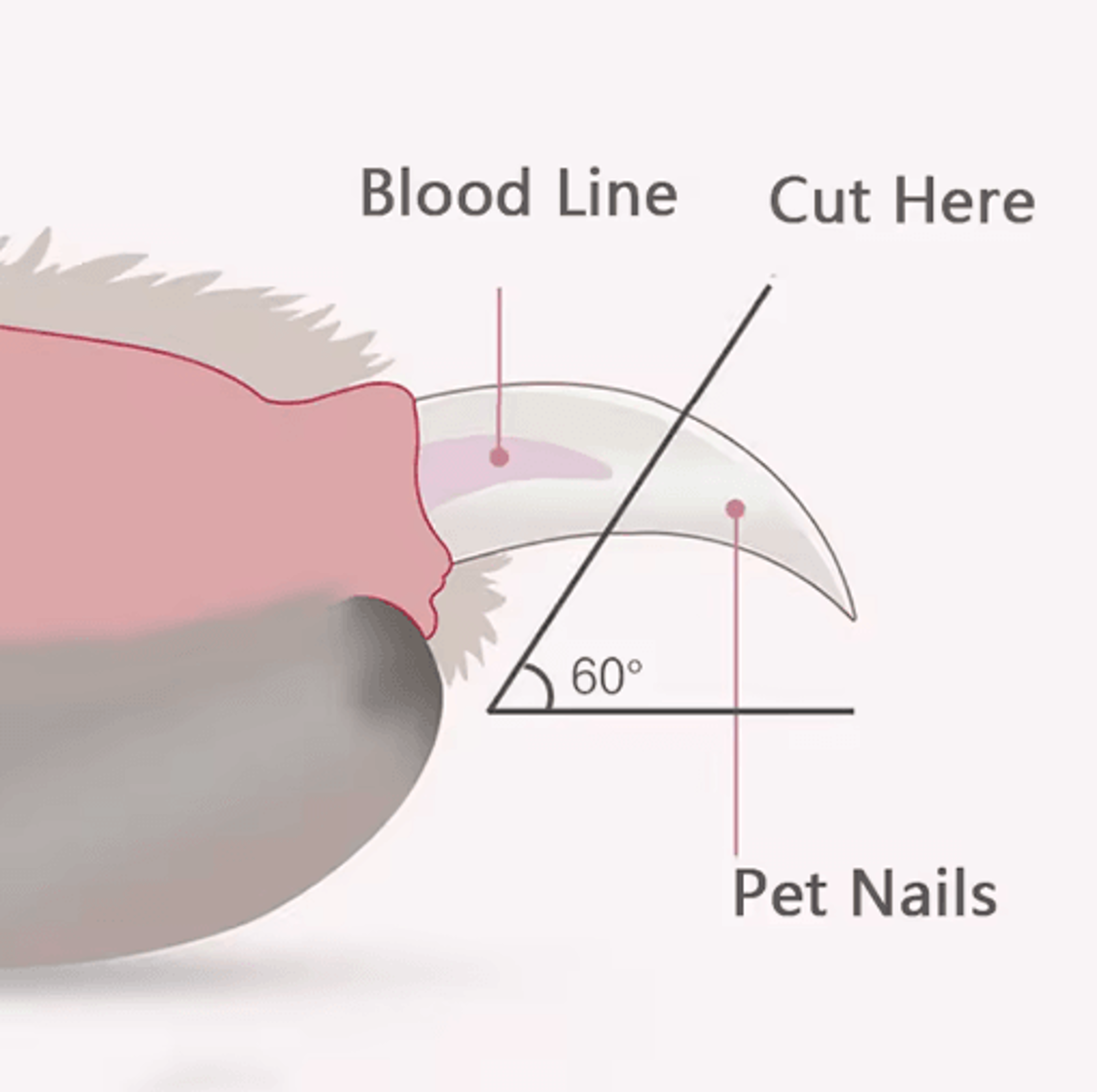 LED Pet Nail Clippers Safe Professional Nail Trimmer For Dogs  Cats 7