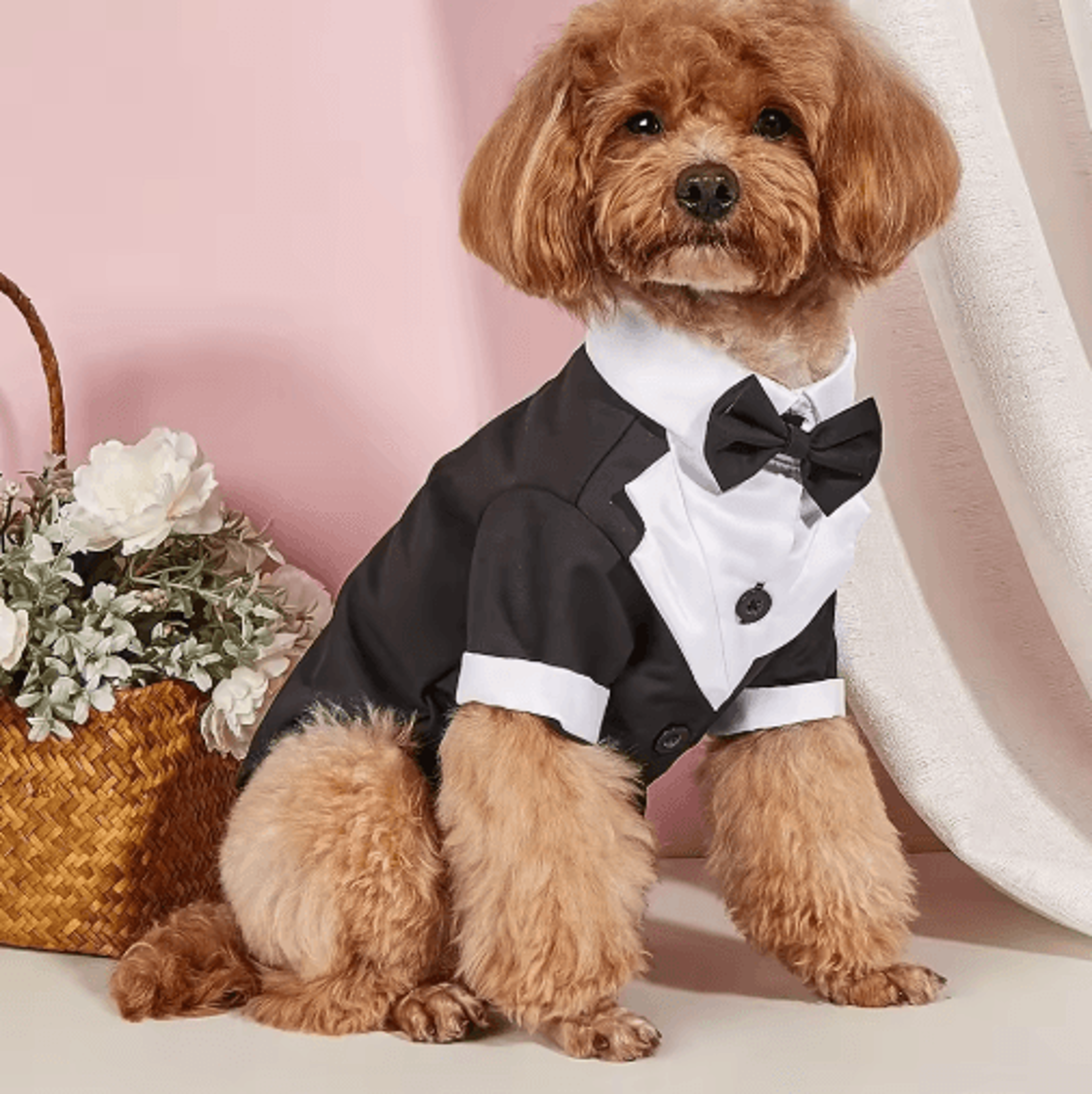 royal paws formal dog wedding suit with bow tie