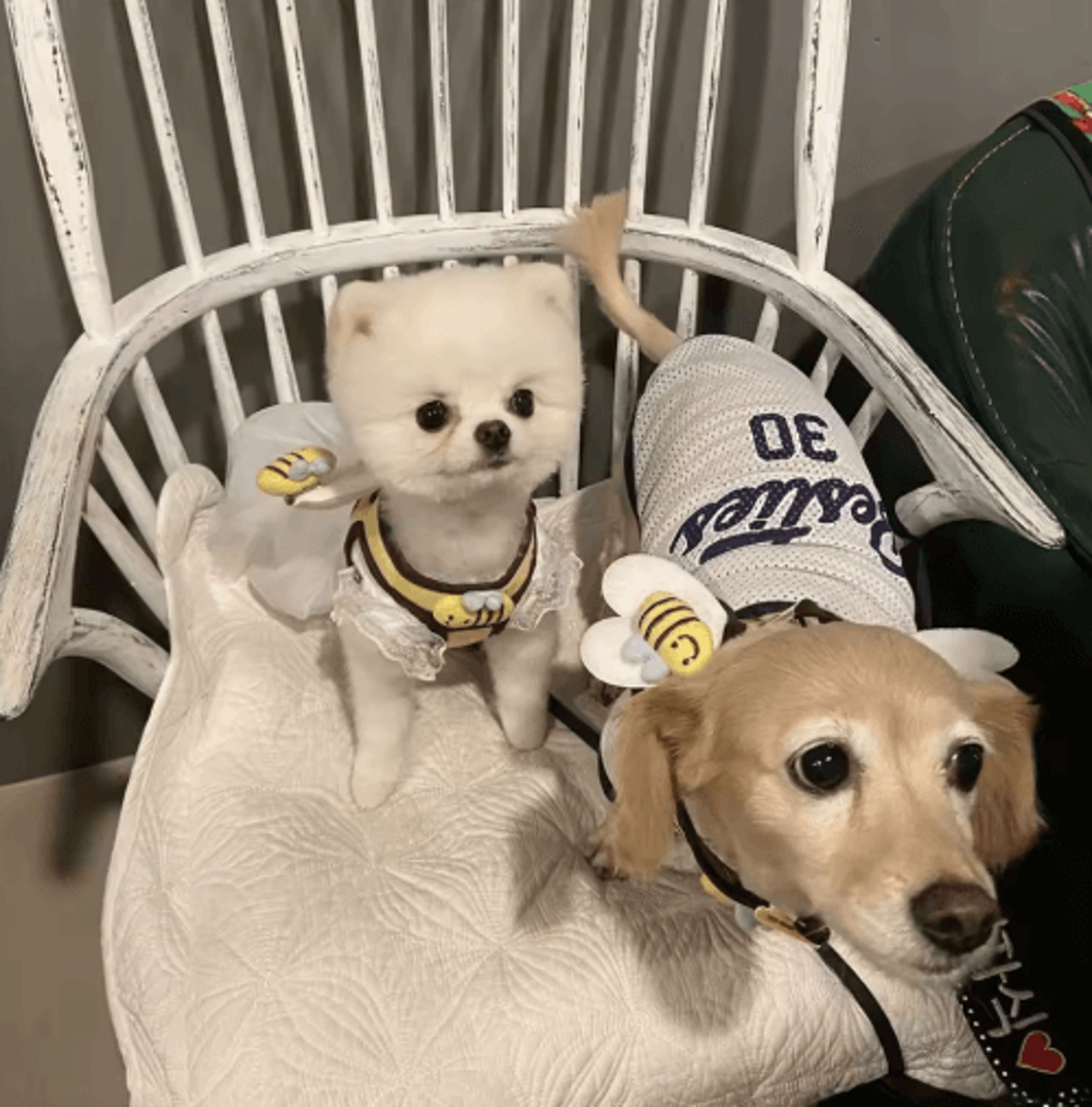 BumblePaws Breathable Dog Harness And Leash Set For Small Pets 3