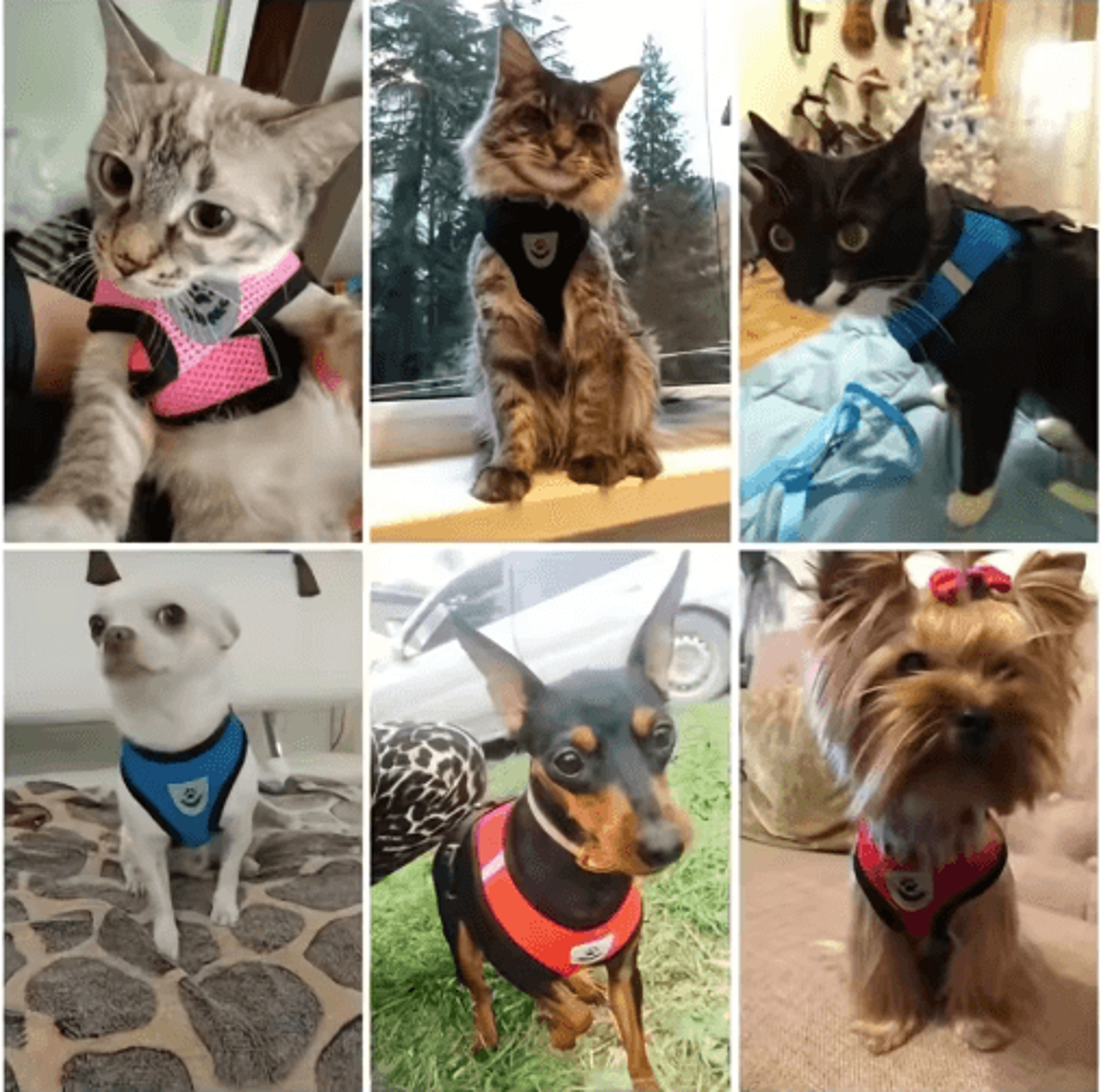 Adjustable EscapeProof Reflective Cat Harness  Leash Set 9