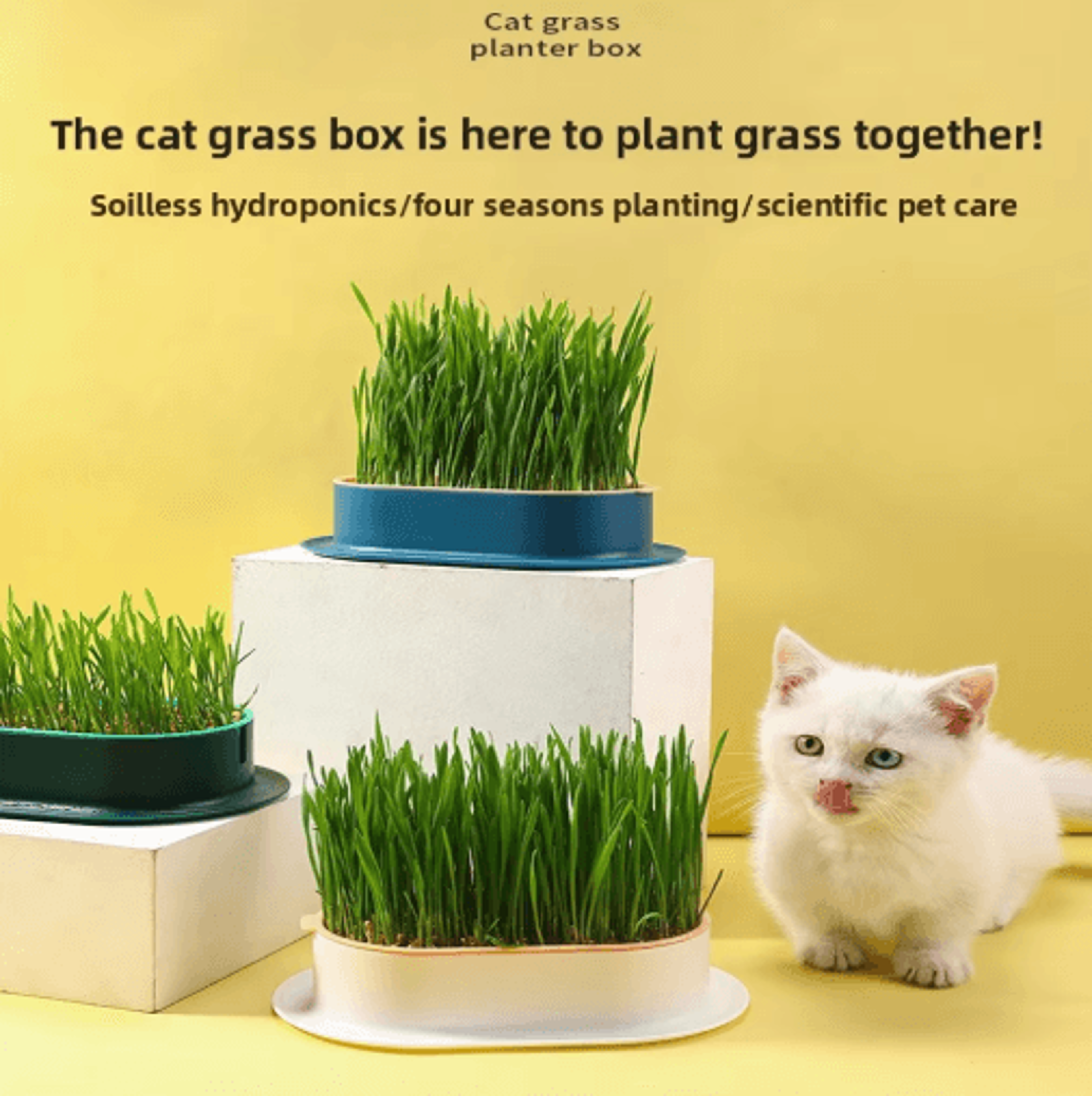 Hydroponic Cat Grass Growing Box For Indoor Cats 0