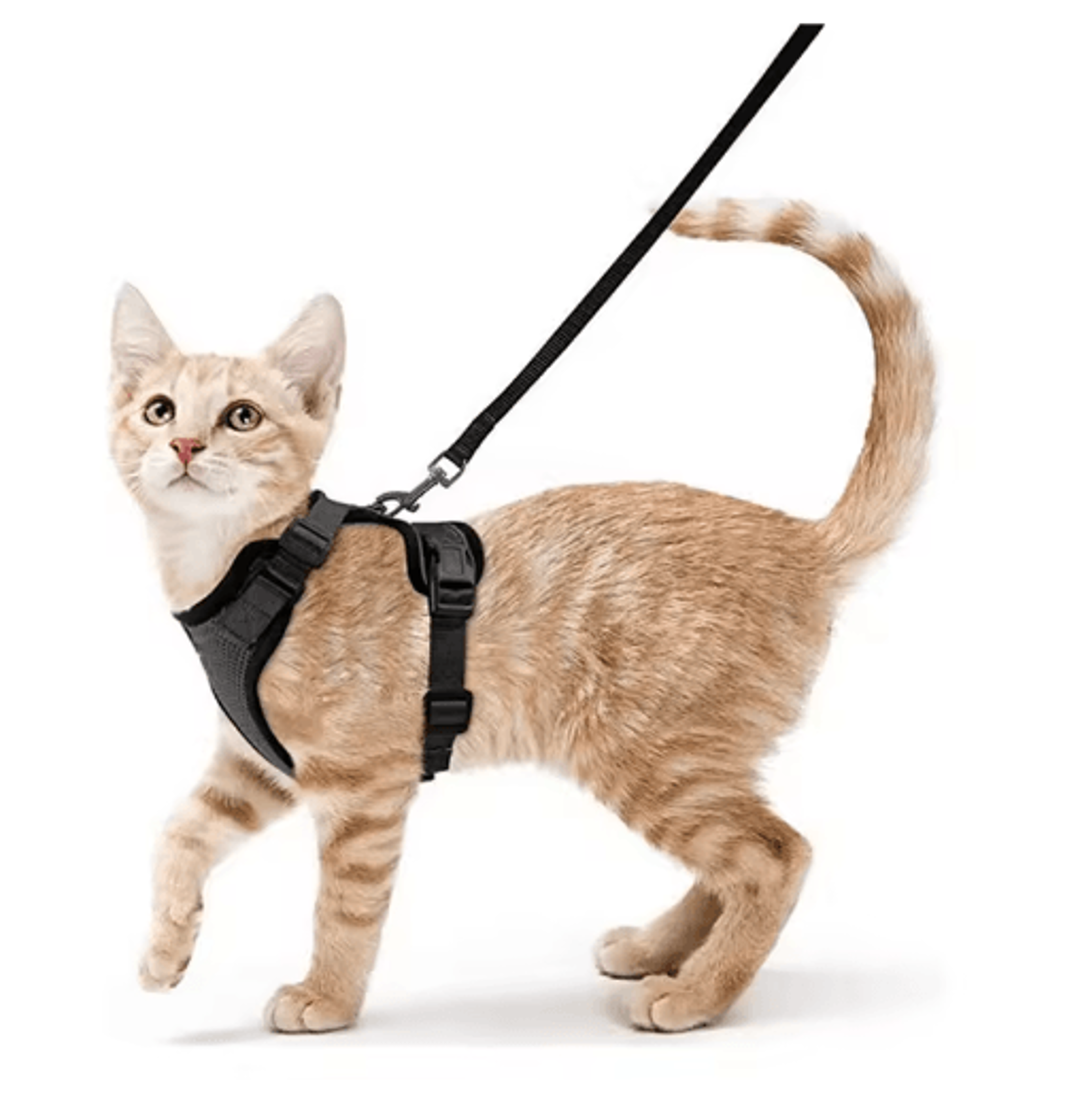 EasyControl Escape Proof Cat Harness  Leash Vest For Safe Walking 2