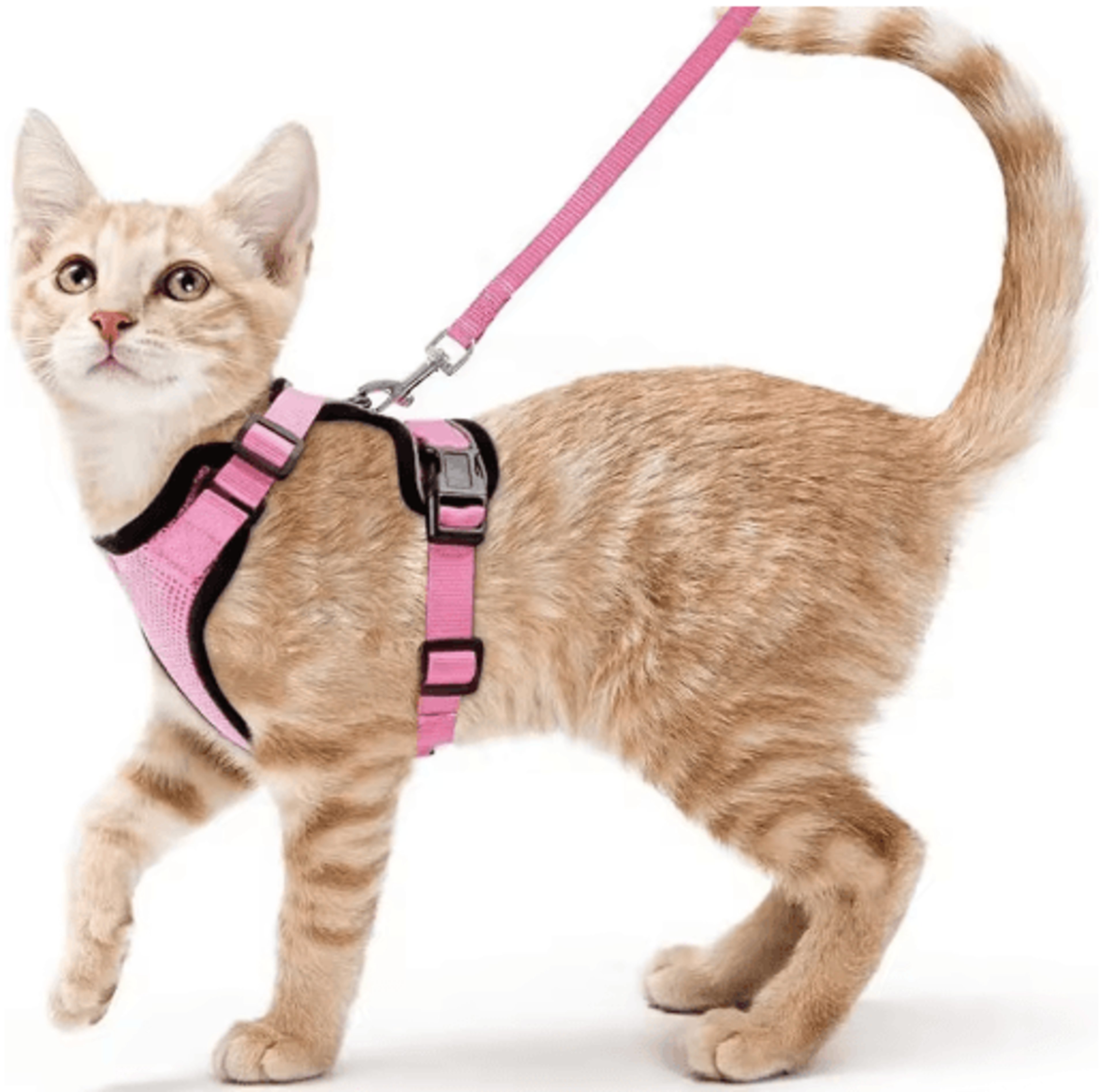 EasyControl Escape Proof Cat Harness  Leash Vest For Safe Walking 0