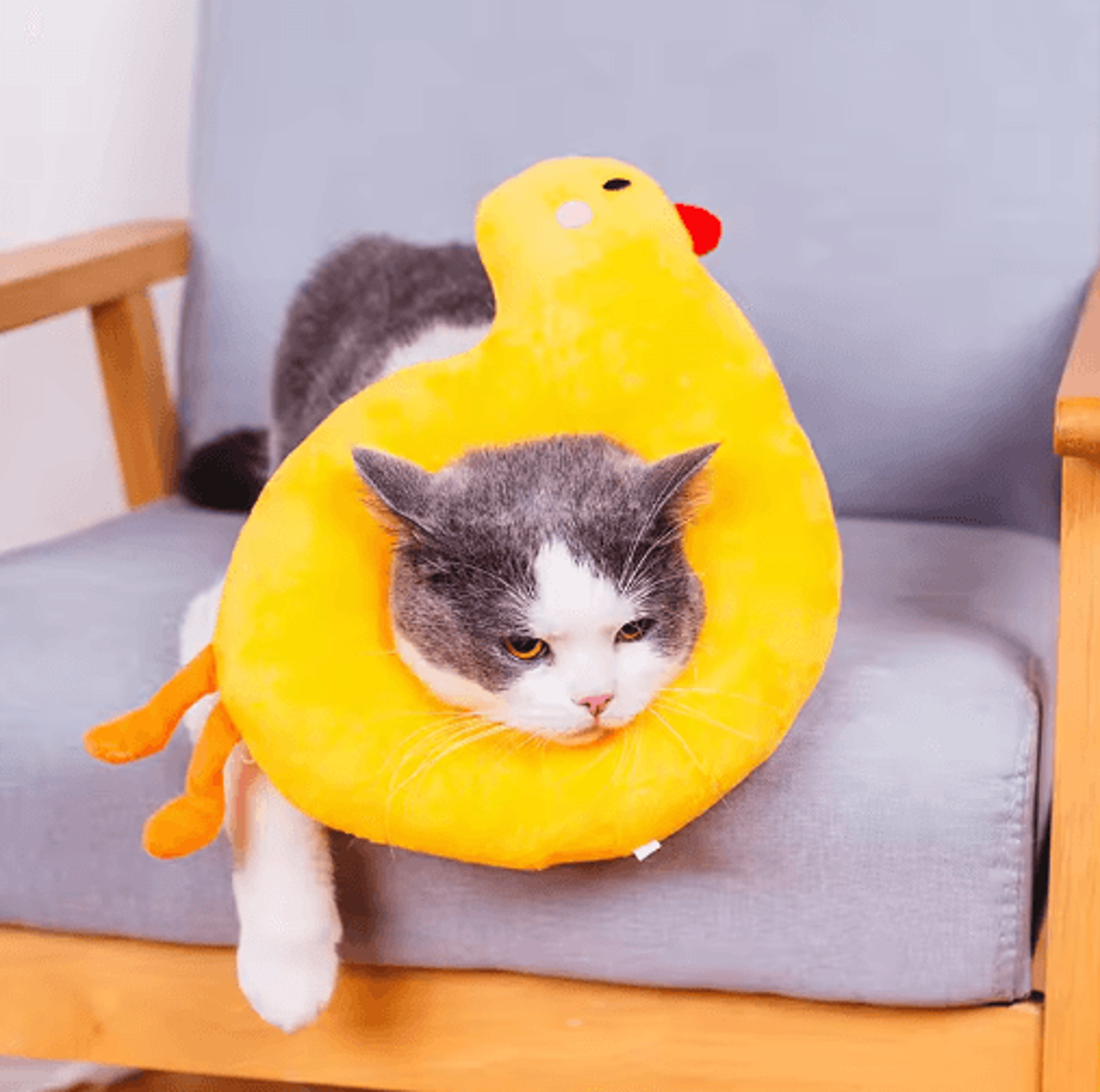 Toast  Avocado Pet Recovery Collar  Soft Adjustable Elizabethan Collar For Cats  Dogs 2