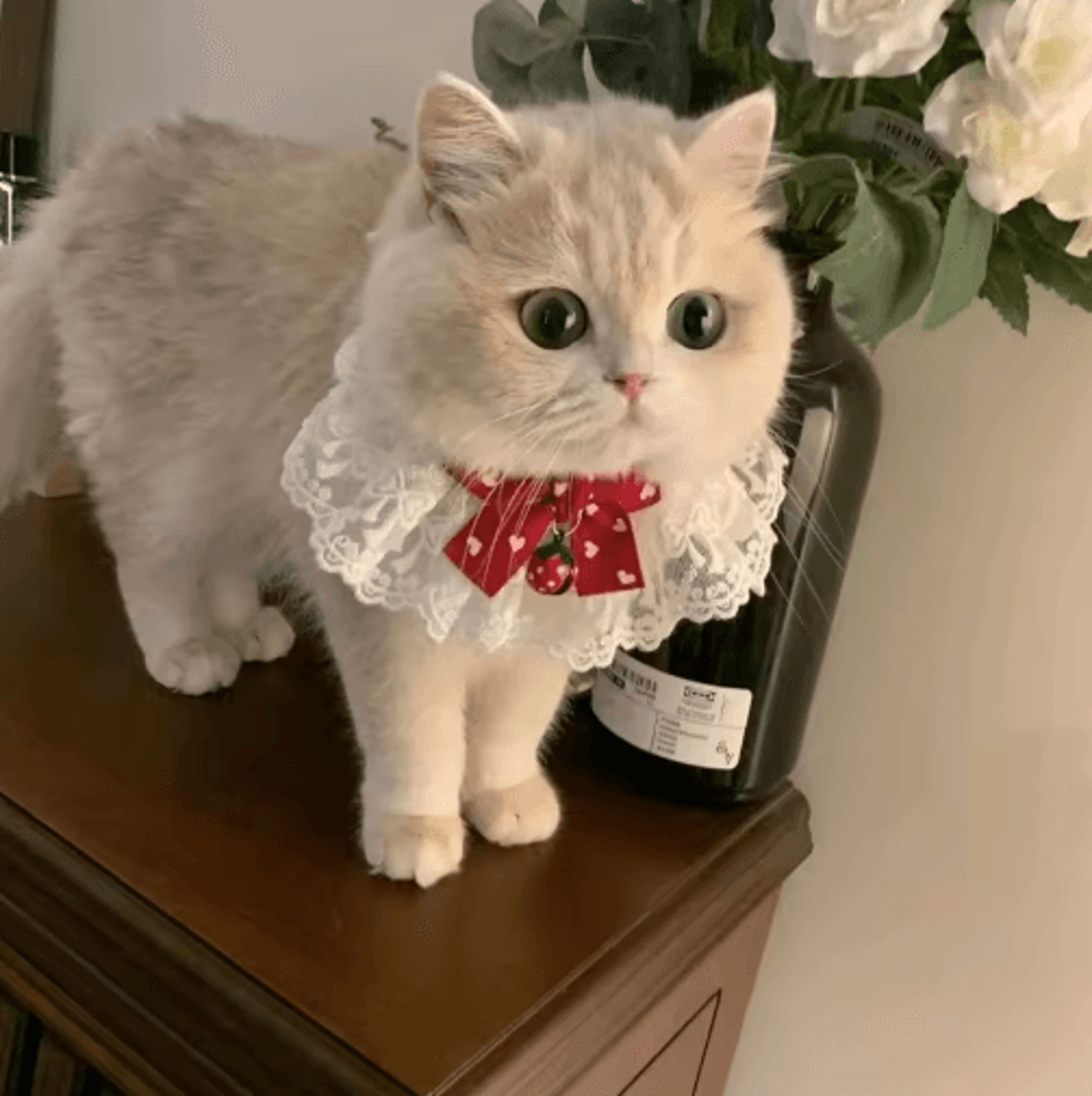 Princess Lace Pet Collar With Bow  Bell  Pet Collar For Cats  Small Dogs 1