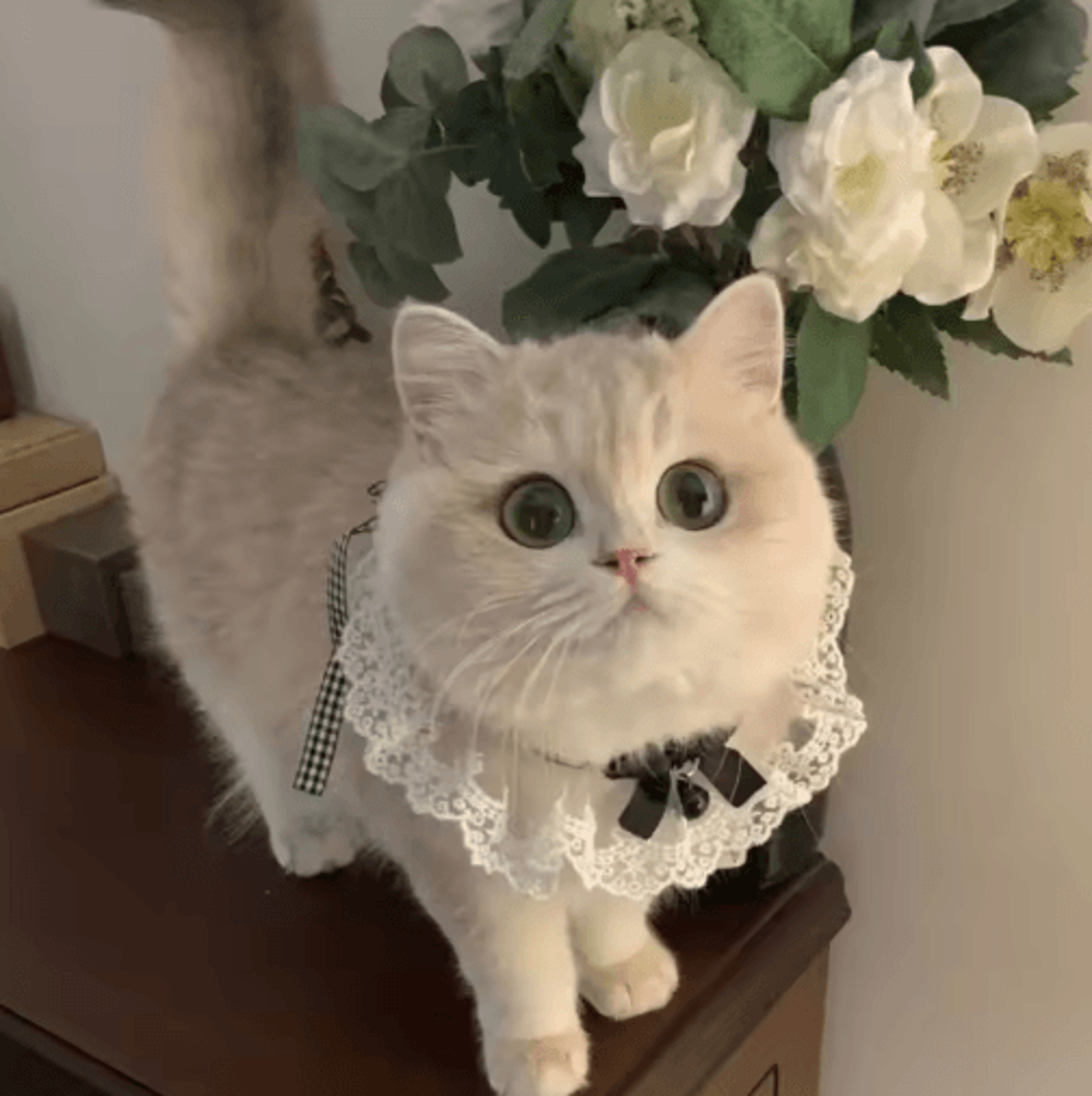 Princess Lace Pet Collar With Bow  Bell  Pet Collar For Cats  Small Dogs 6