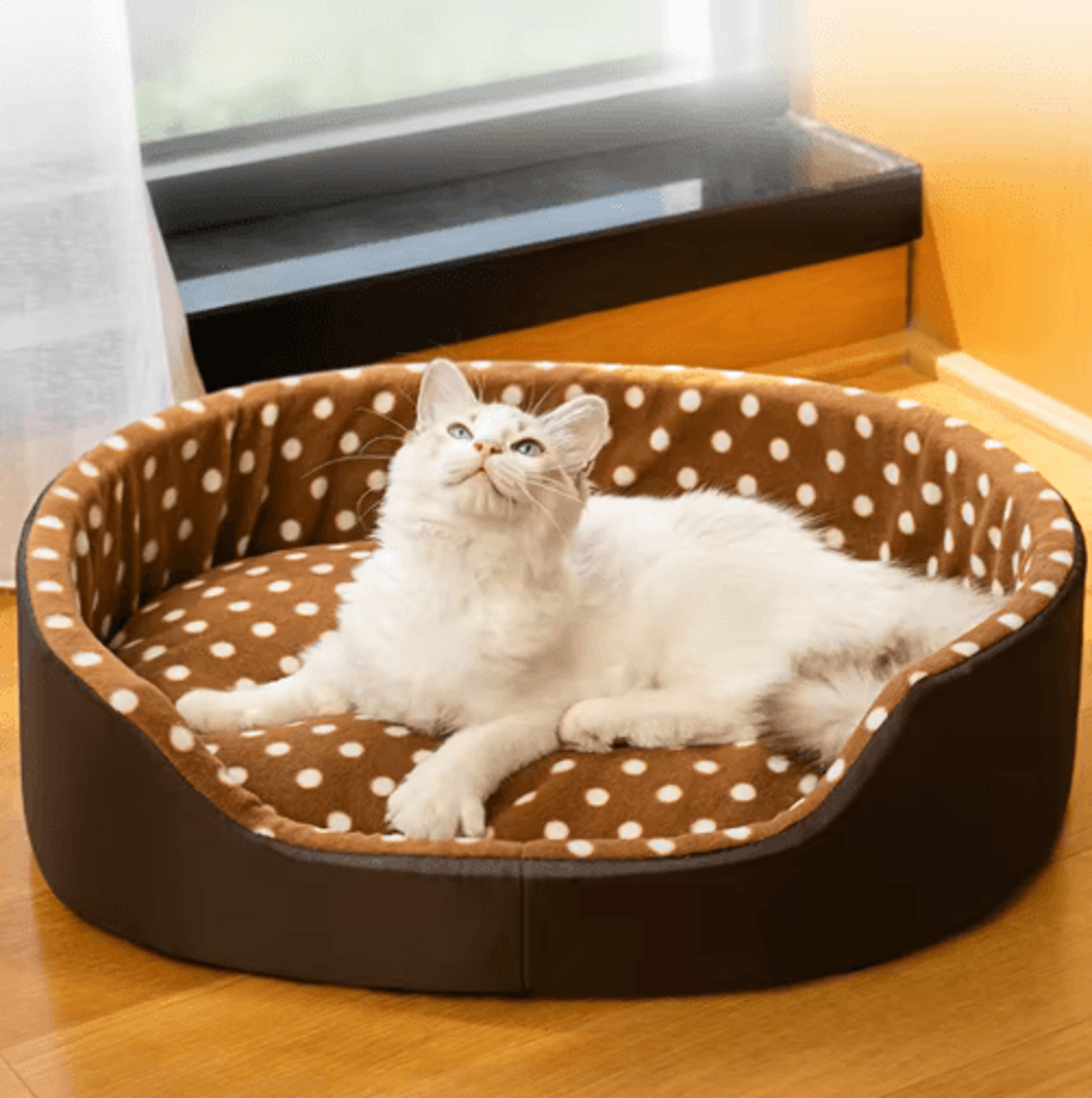 CozyCloud Dot Sponge Pet Bed Cushion For Cats And Small Dogs 3