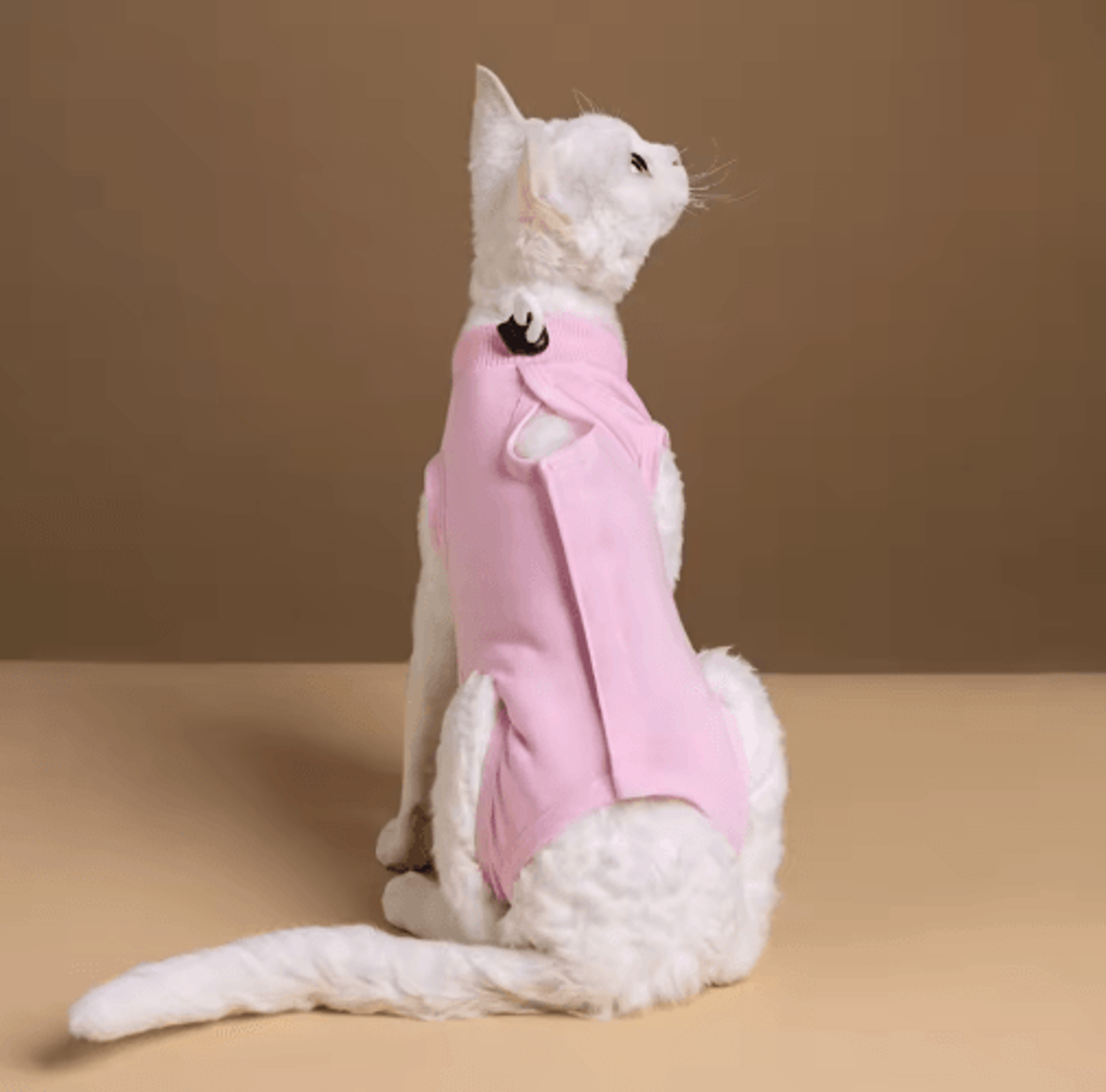 comfortcare cat recovery suit for post-surgery protection