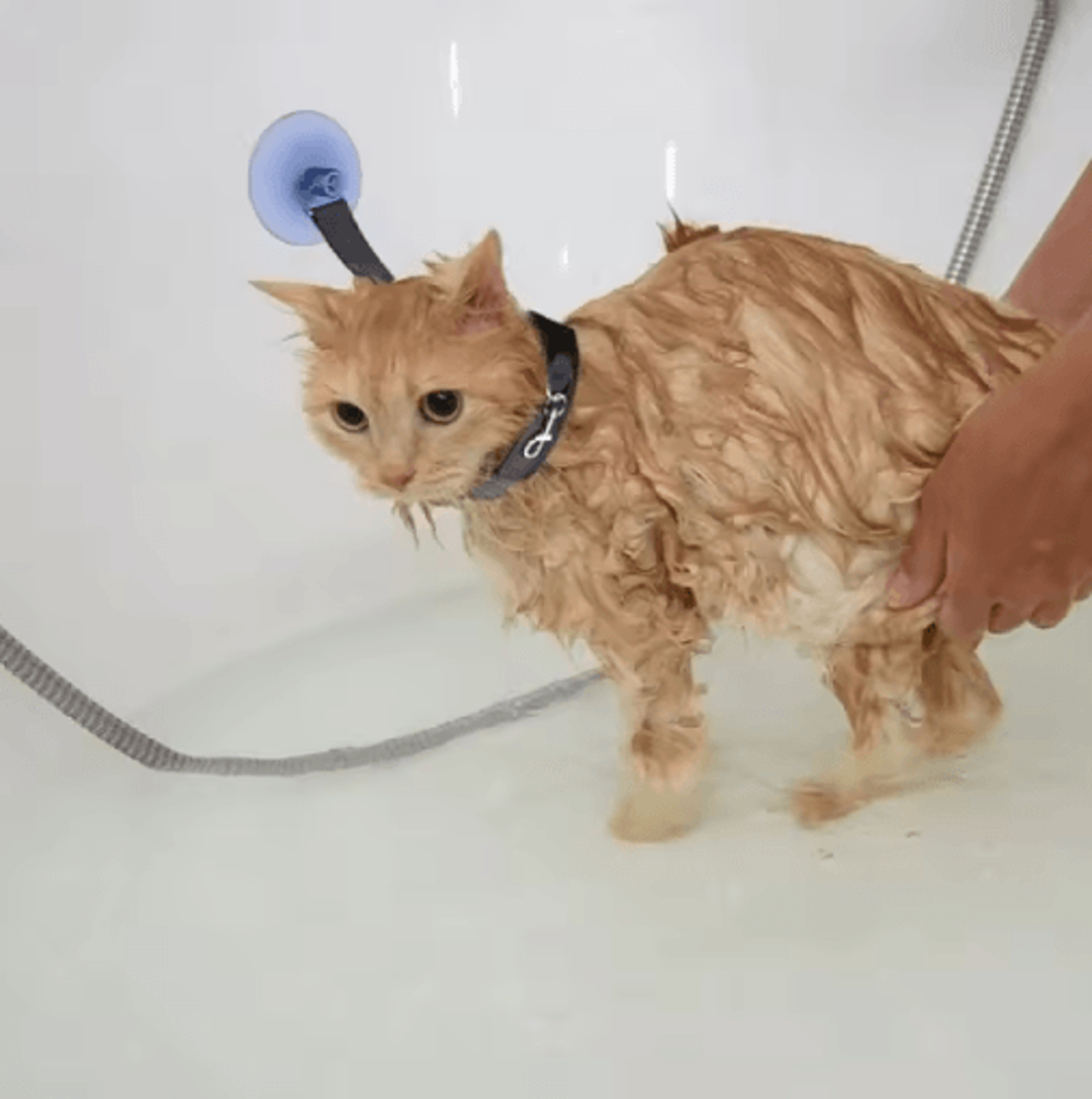 Pet Shower Restraint Collar HandsFree Bathing  Grooming Support For Cats And Small Dogs 6