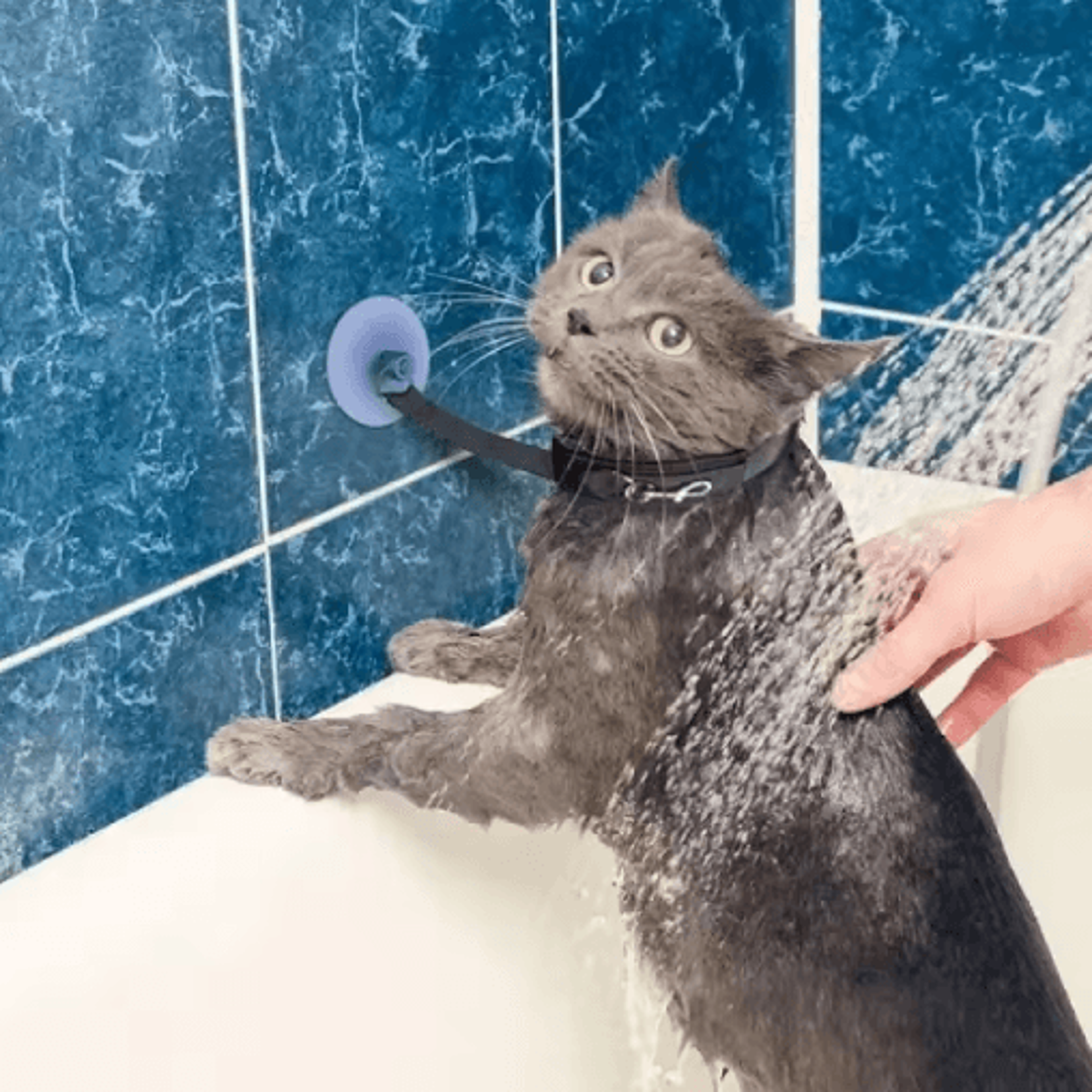 pet shower restraint collar hands-free bathing & grooming support for cats and small dogs